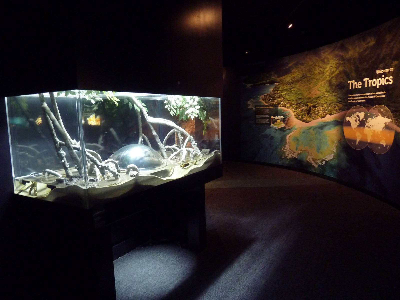 Slender Mudskipper Exhibit (New in 2014)