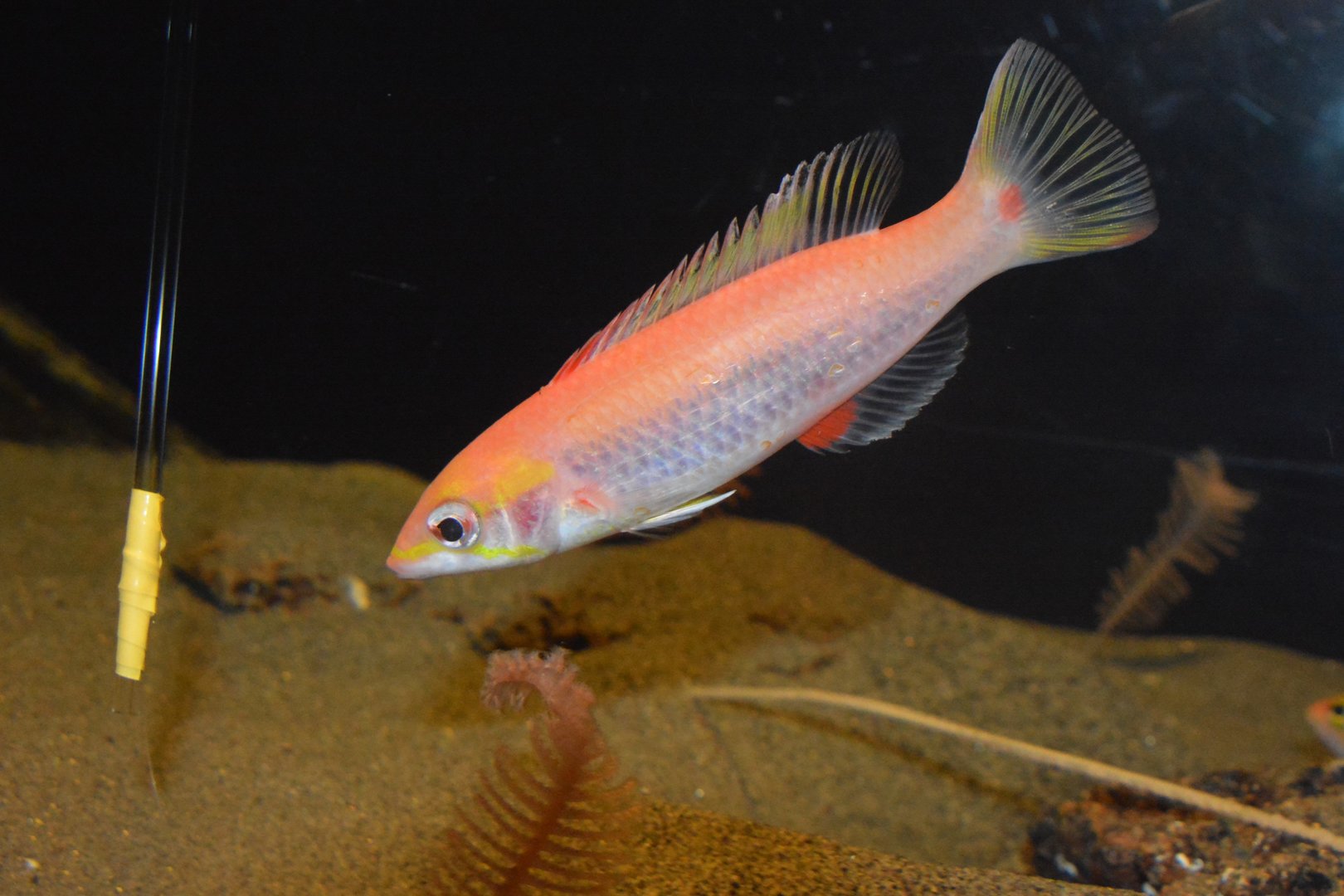 Slender pigfish (Bodianus cylindriatus)