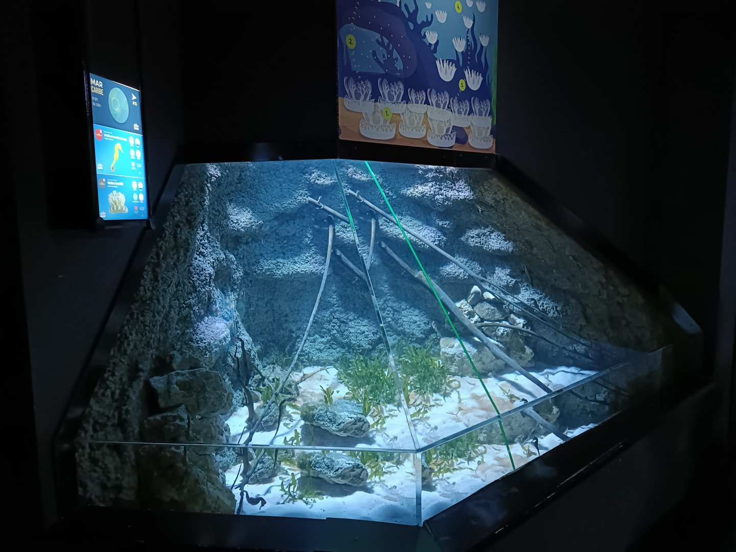 Slender seahorse exhibit - Bioparc Acuario de Gijón