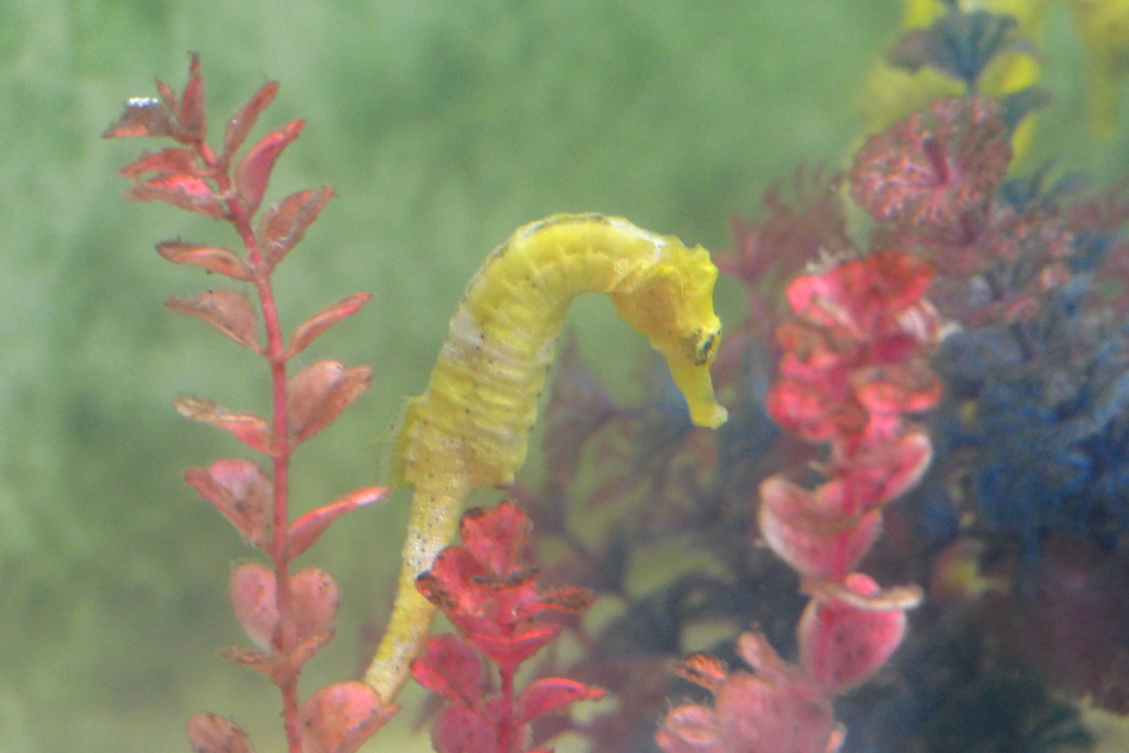 Slender Seahorse (Hippocampus reidi)