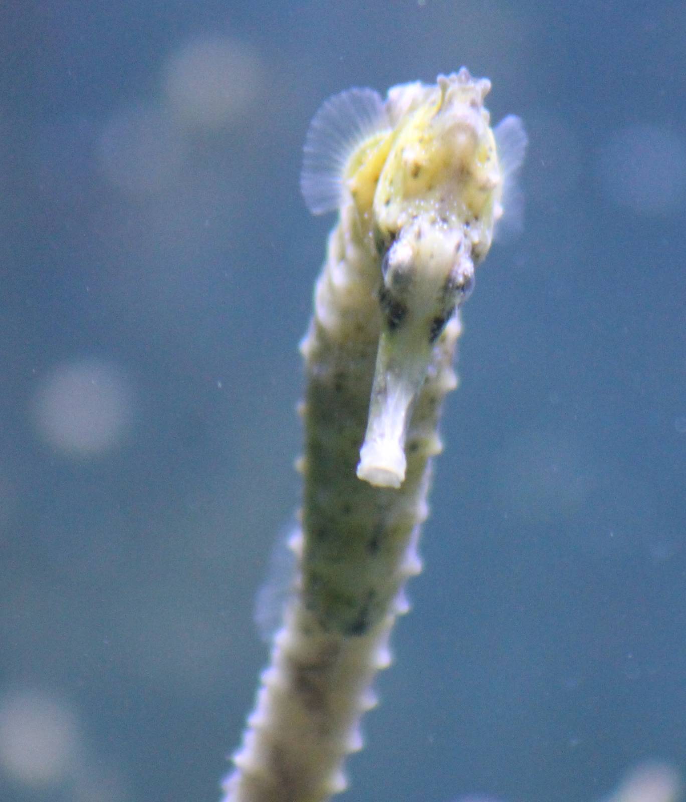 Slender seahorse
