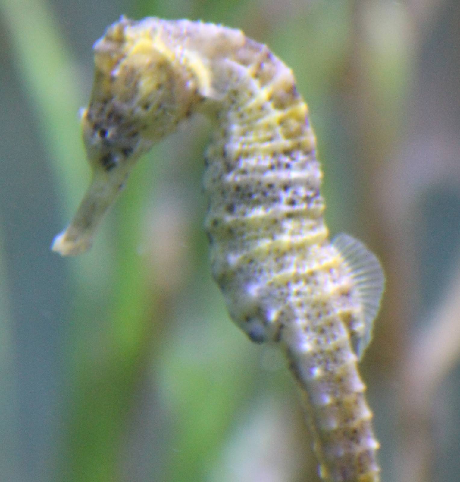 Slender seahorse