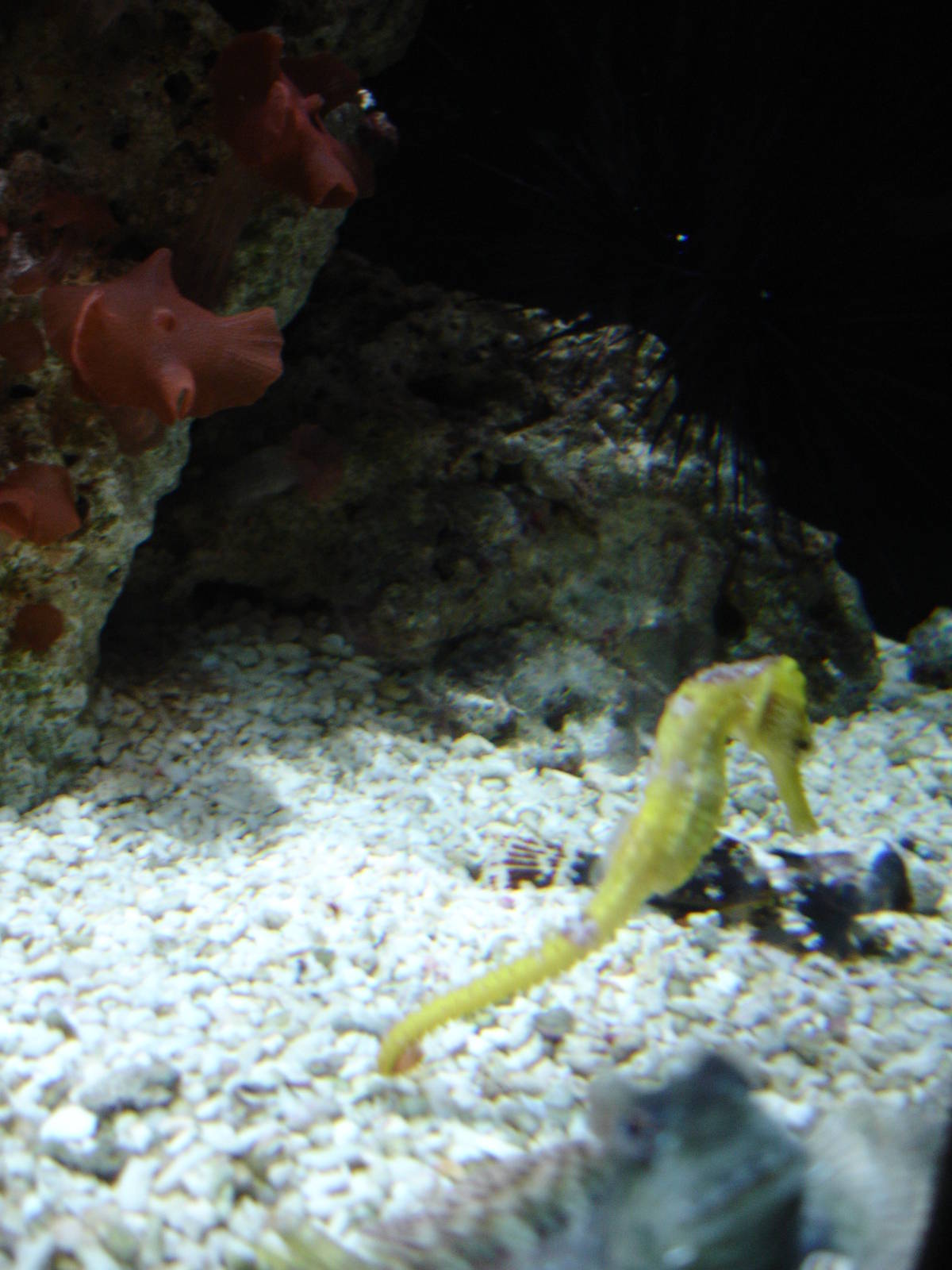 Slender Seahorse