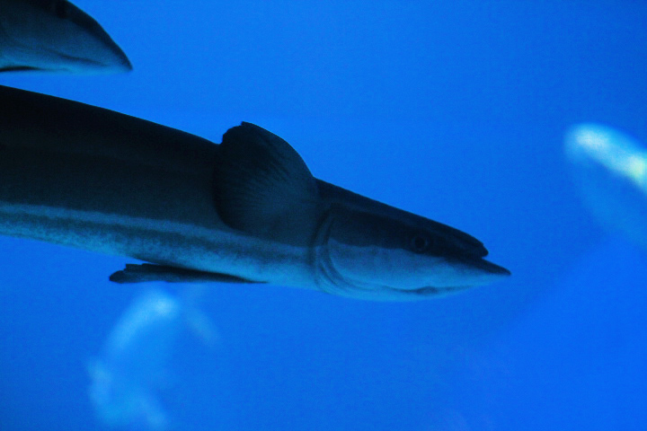 Slender sharksucker (Echeneis naucrates)