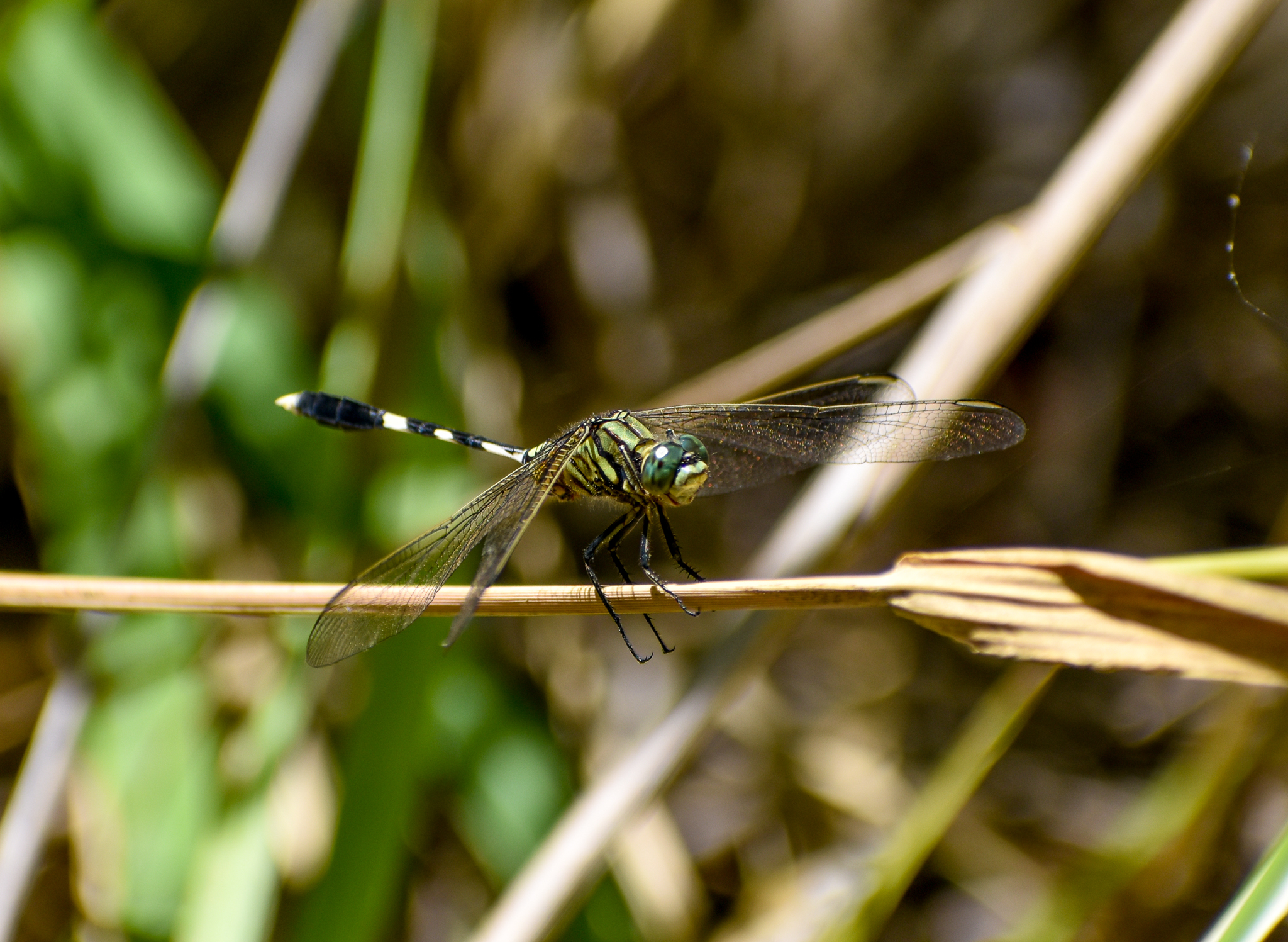Slender Skimmer, Orthetrum sabina