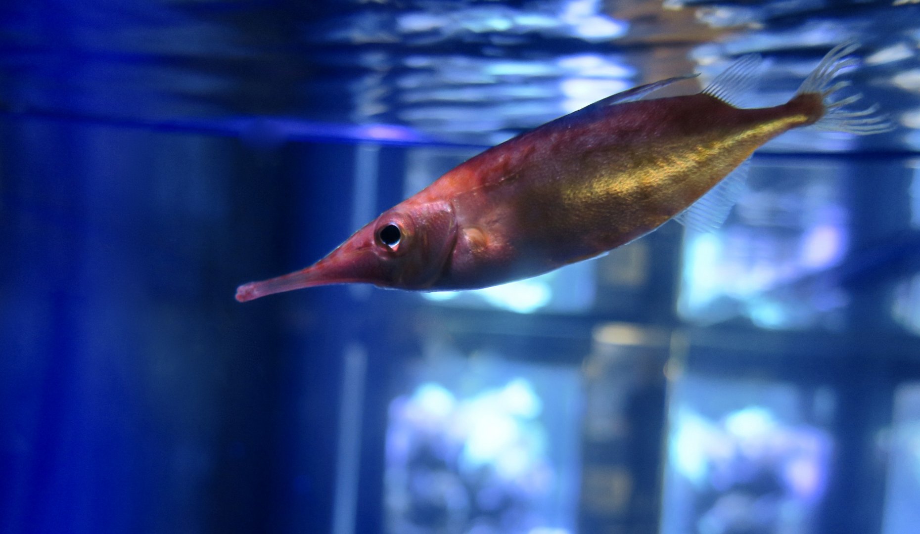 Slender Snipefish (Macroramphosus gracilis)