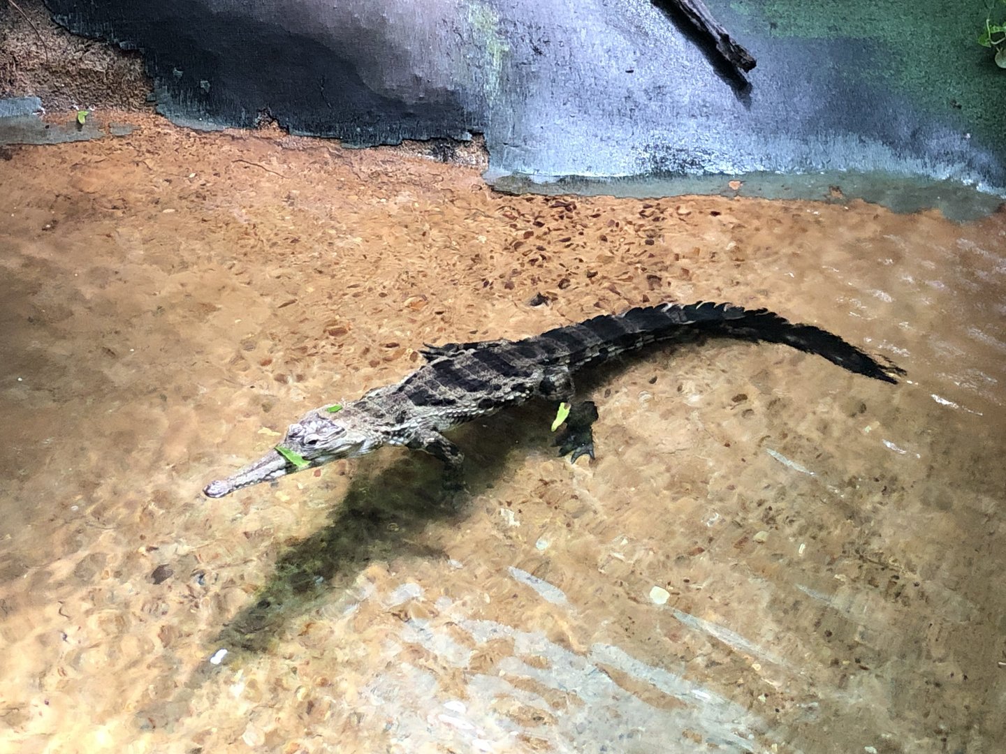 Slender Snout Crocodile