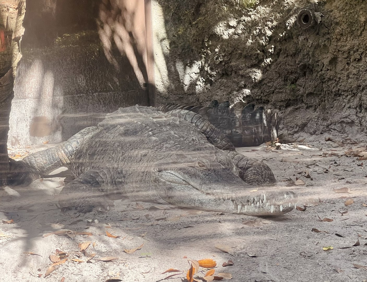 Slender-snouted Crocdile