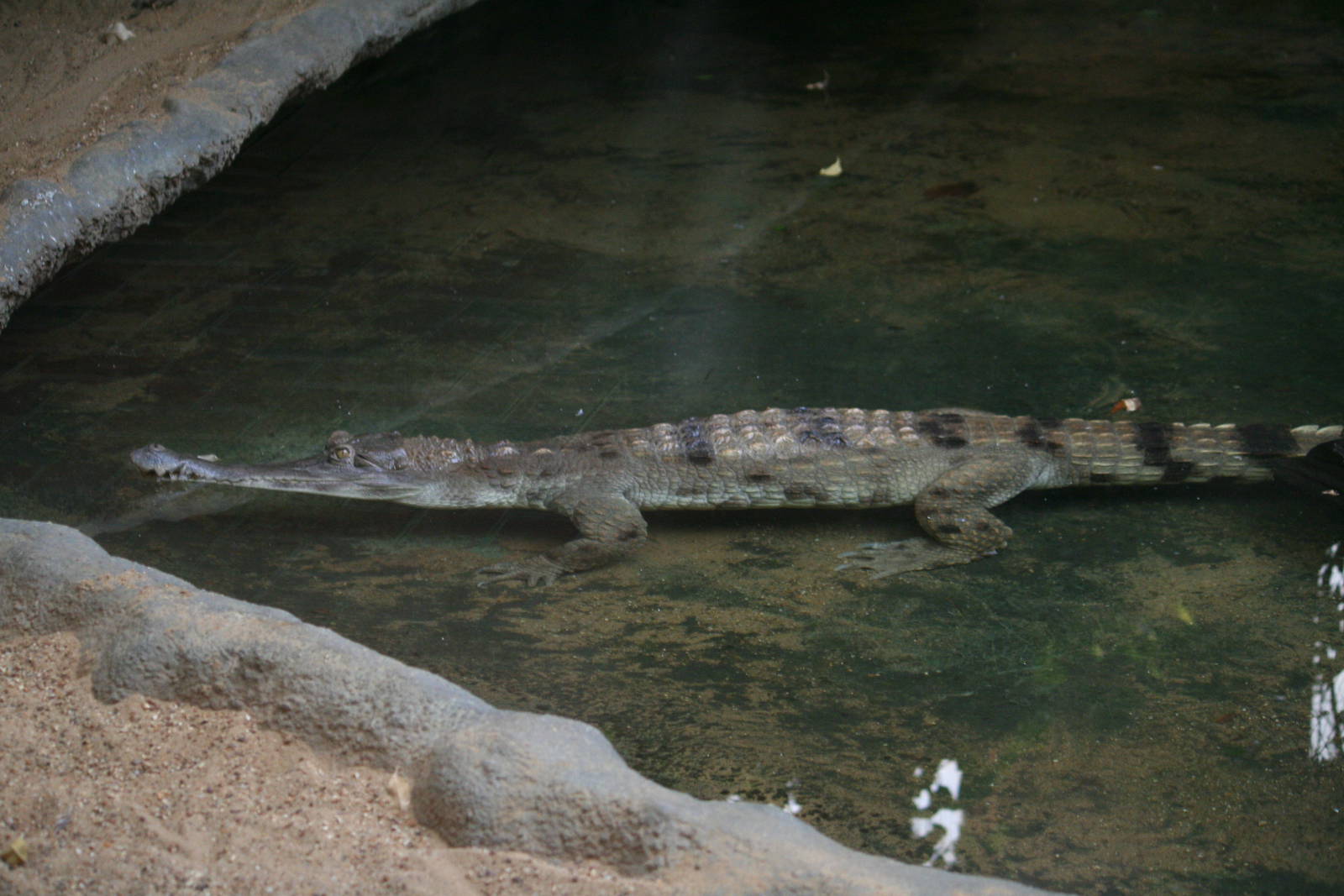 Slender-snouted crocodile, 01/10/2011