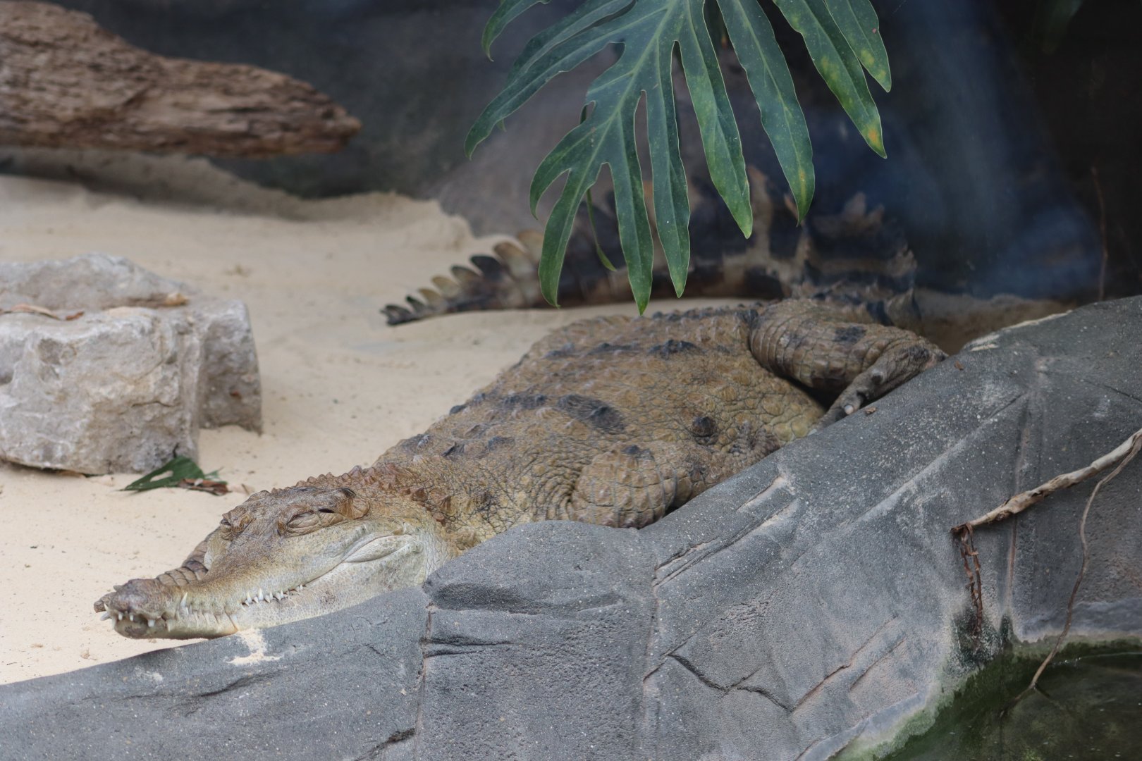 Slender-snouted crocodile - 1 July 2021