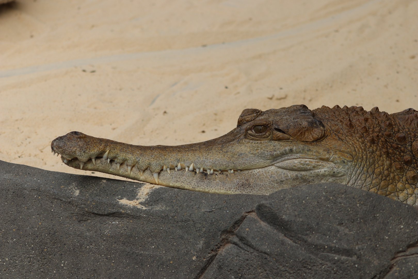 Slender-snouted crocodile - 1 July 2021