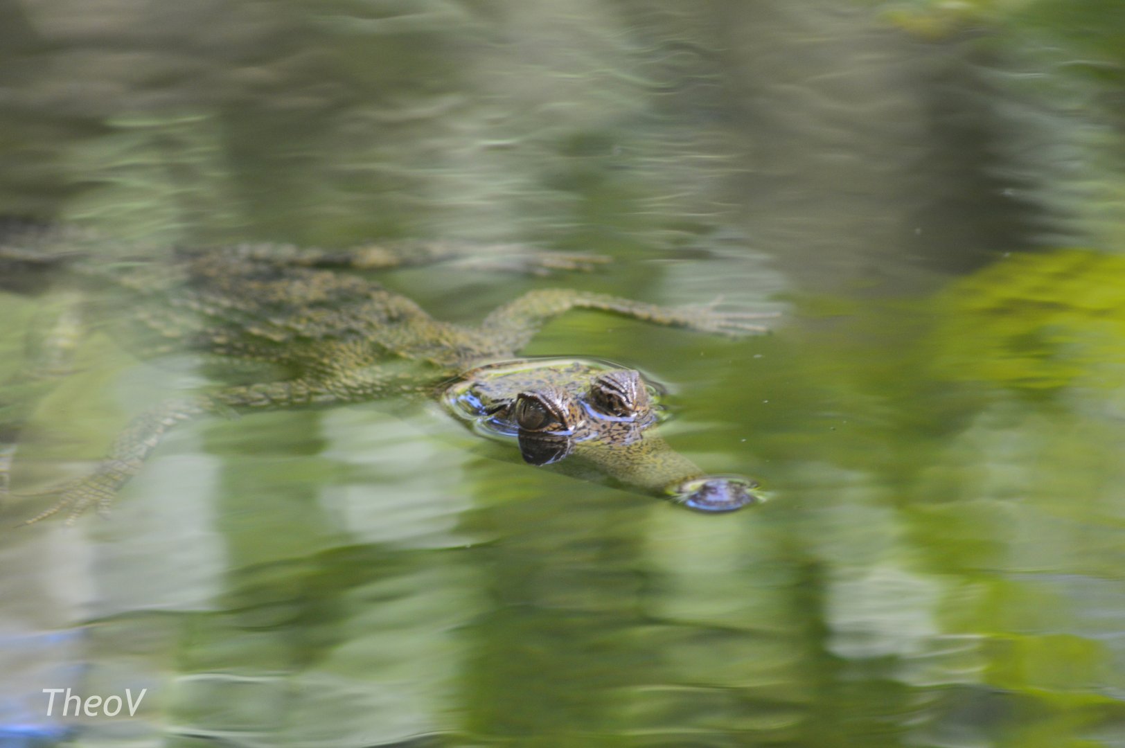 Slender-snouted crocodile [2017]