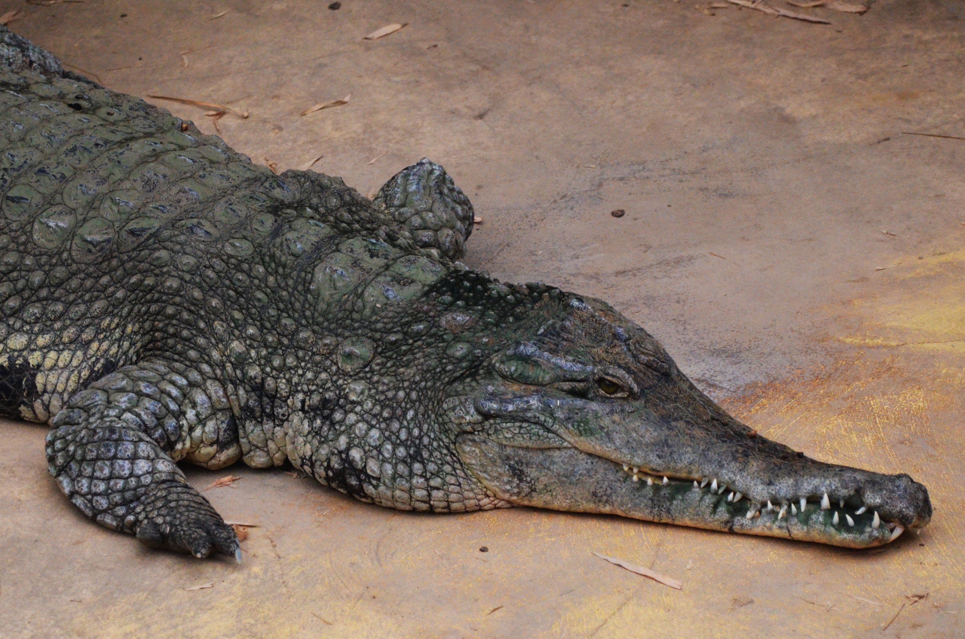 Slender-snouted Crocodile at Biotropica, 16/06/18