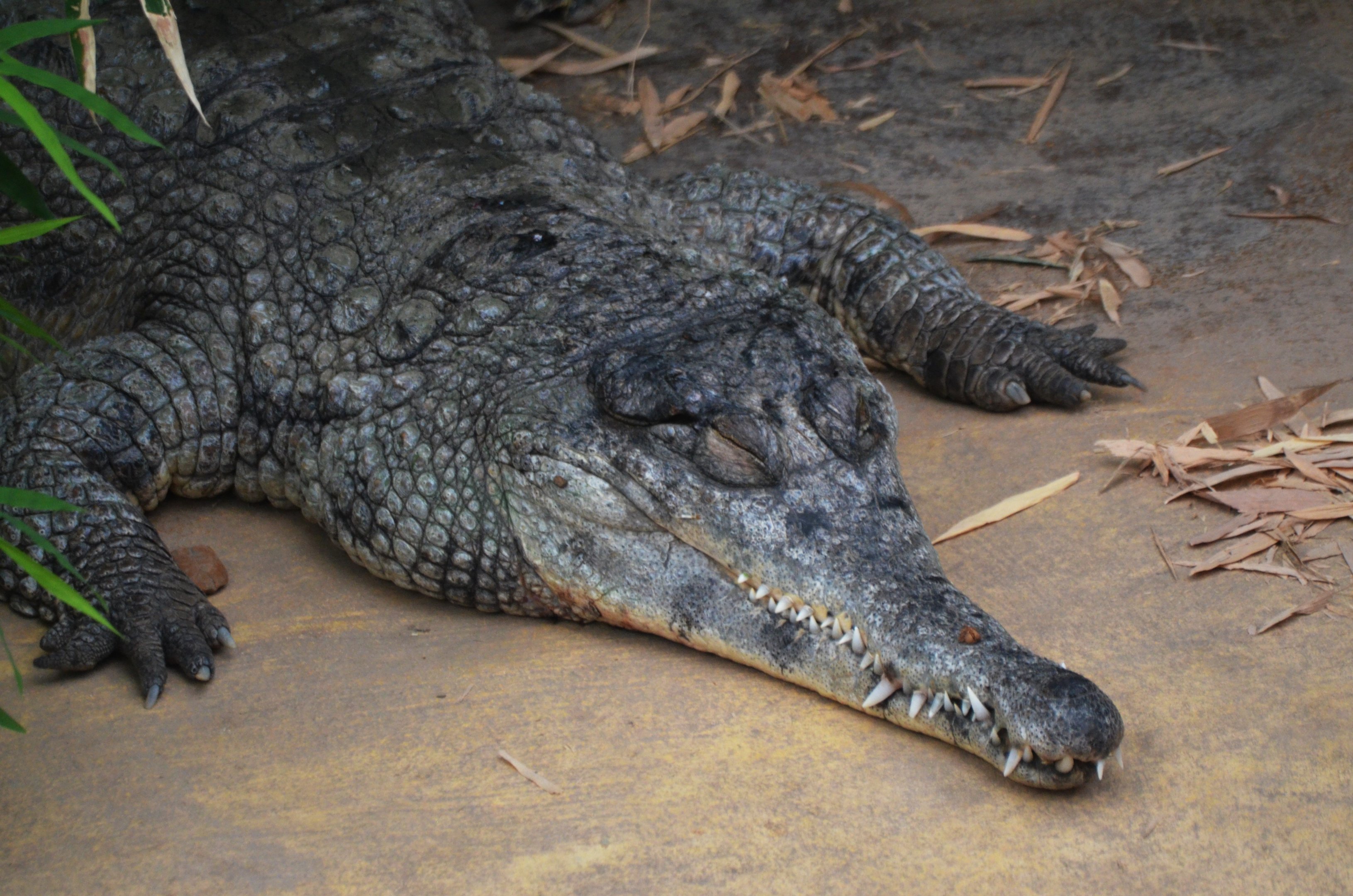 Slender-snouted Crocodile at Biotropica, 16/06/18