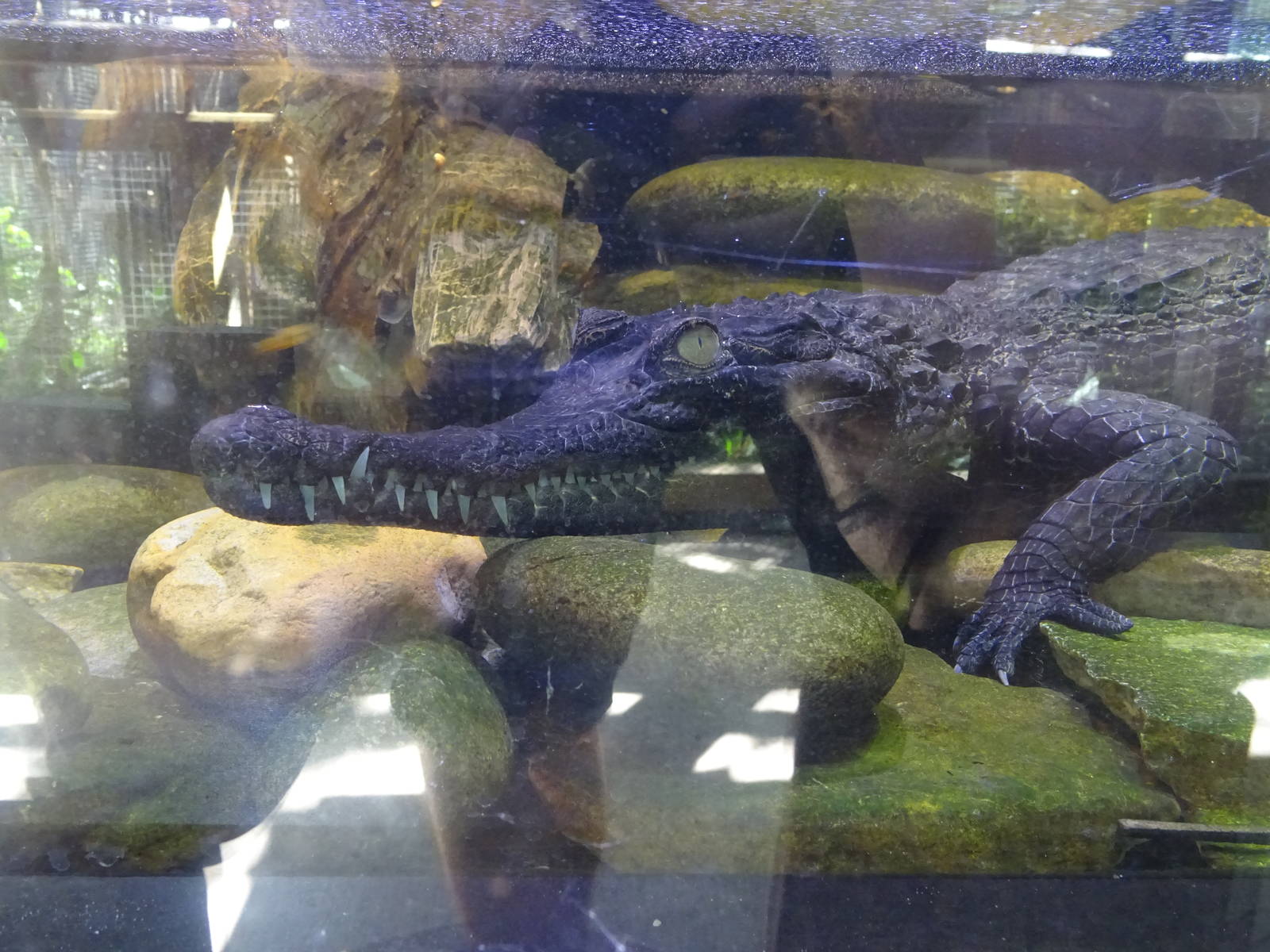 Slender-Snouted Crocodile at Busch Gardens Tampa