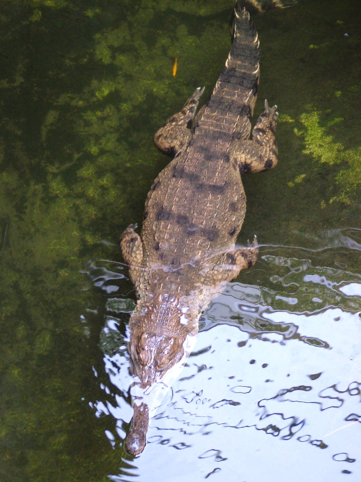 Slender-snouted Crocodile at Halle, 04/09/11