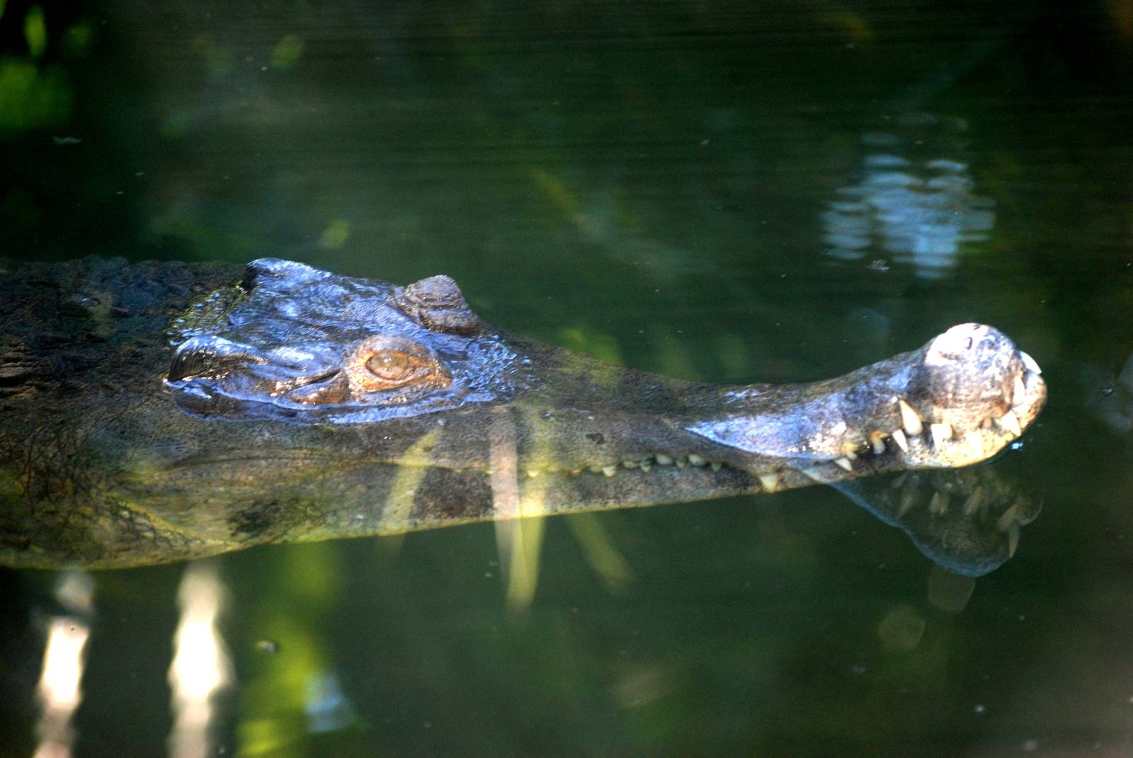 Slender-snouted Crocodile at St. Augustine, 11/10/13