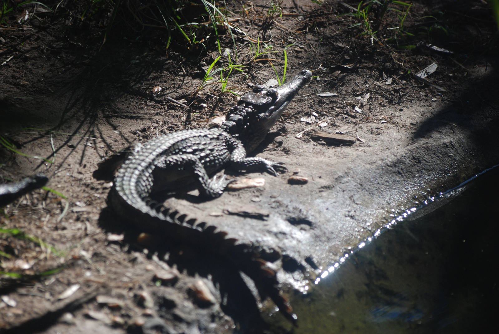 Slender-snouted Crocodile at St. Augustine, 11/10/13