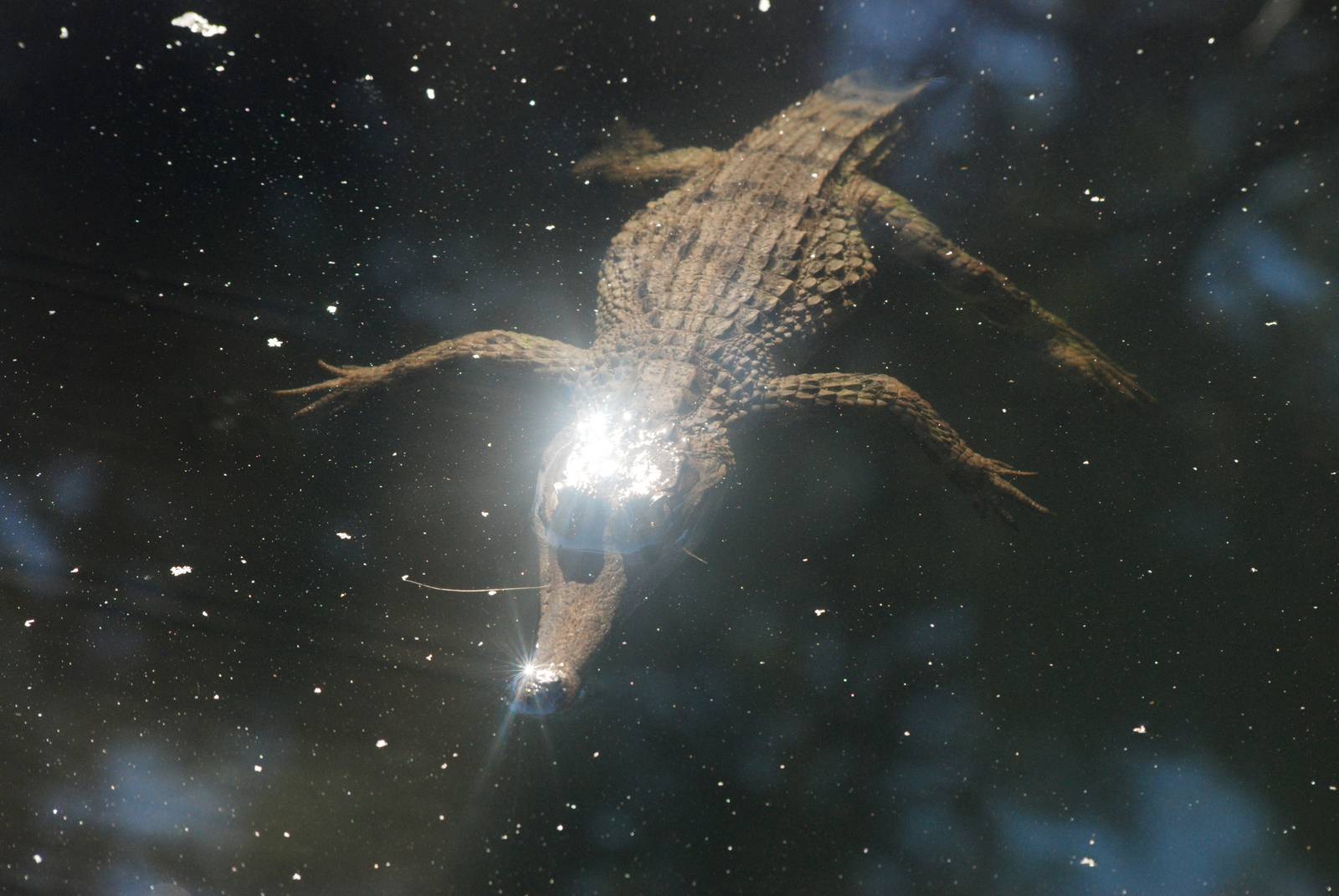 Slender-snouted Crocodile at St. Augustine, 11/10/13