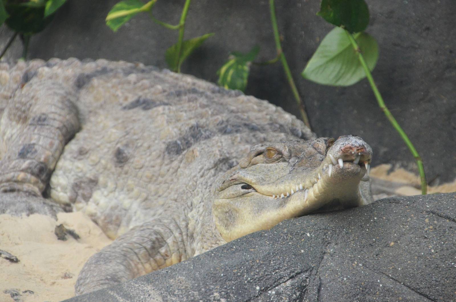 Slender-snouted Crocodile - Chimpanzee Lookout at Colchester, 13/08/16