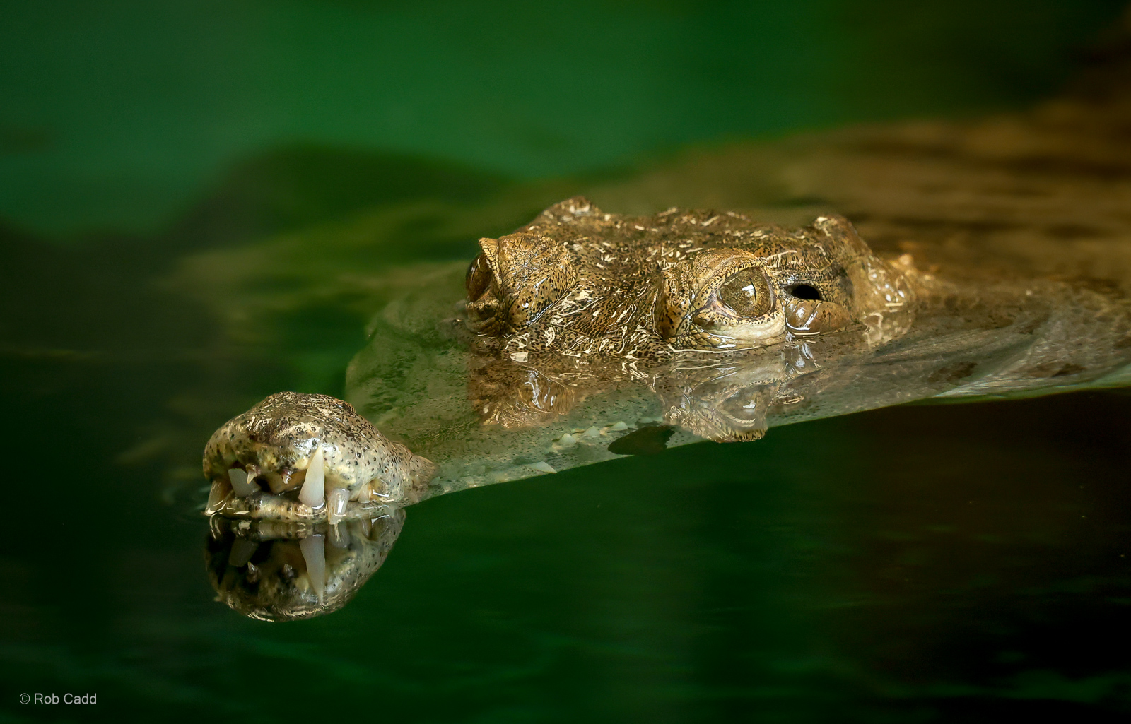 Slender-snouted crocodile : Crocodiles of the World : 01 Jun 2024