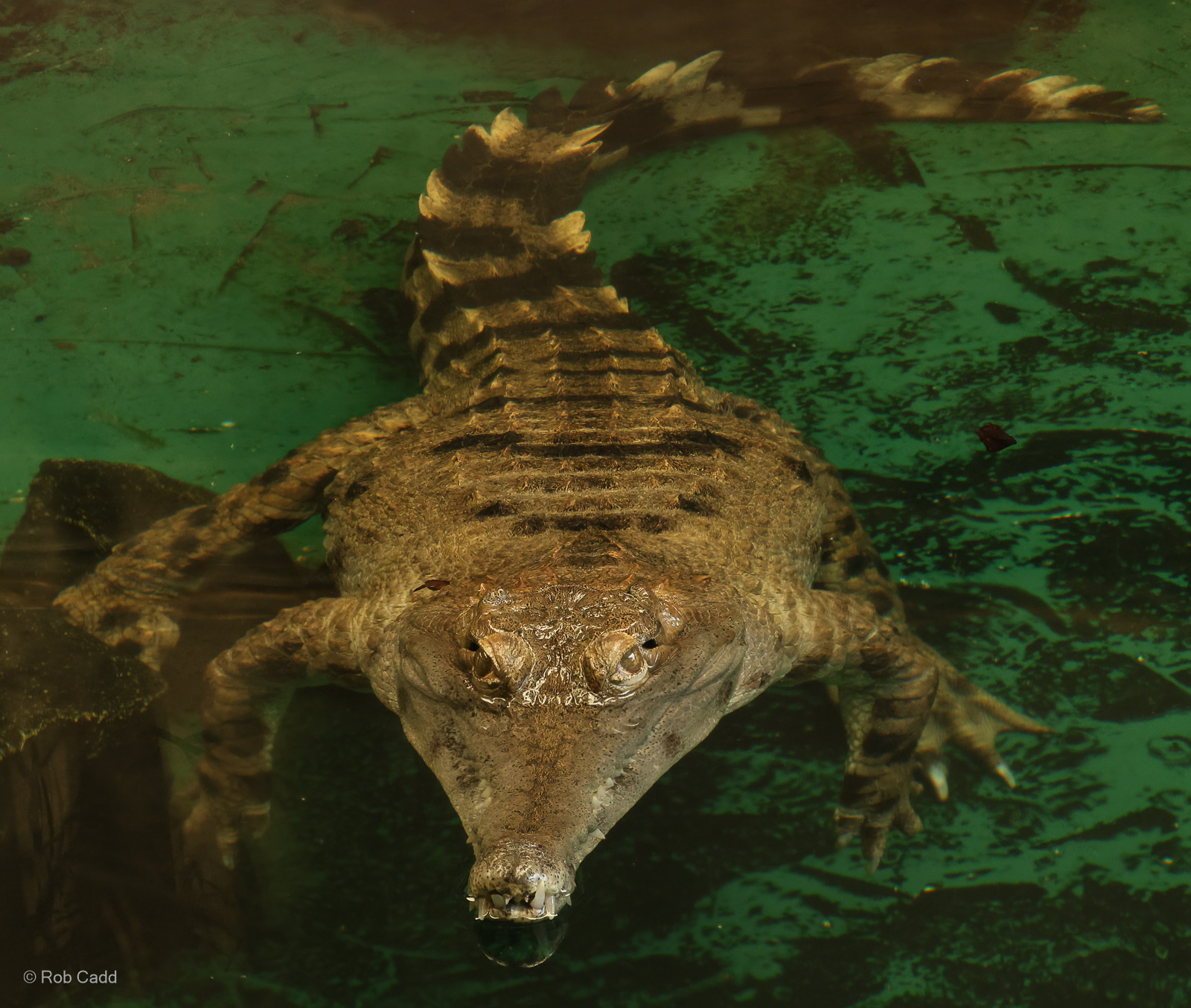 Slender-snouted crocodile : Crocodiles of the World : 01 Jun 2024