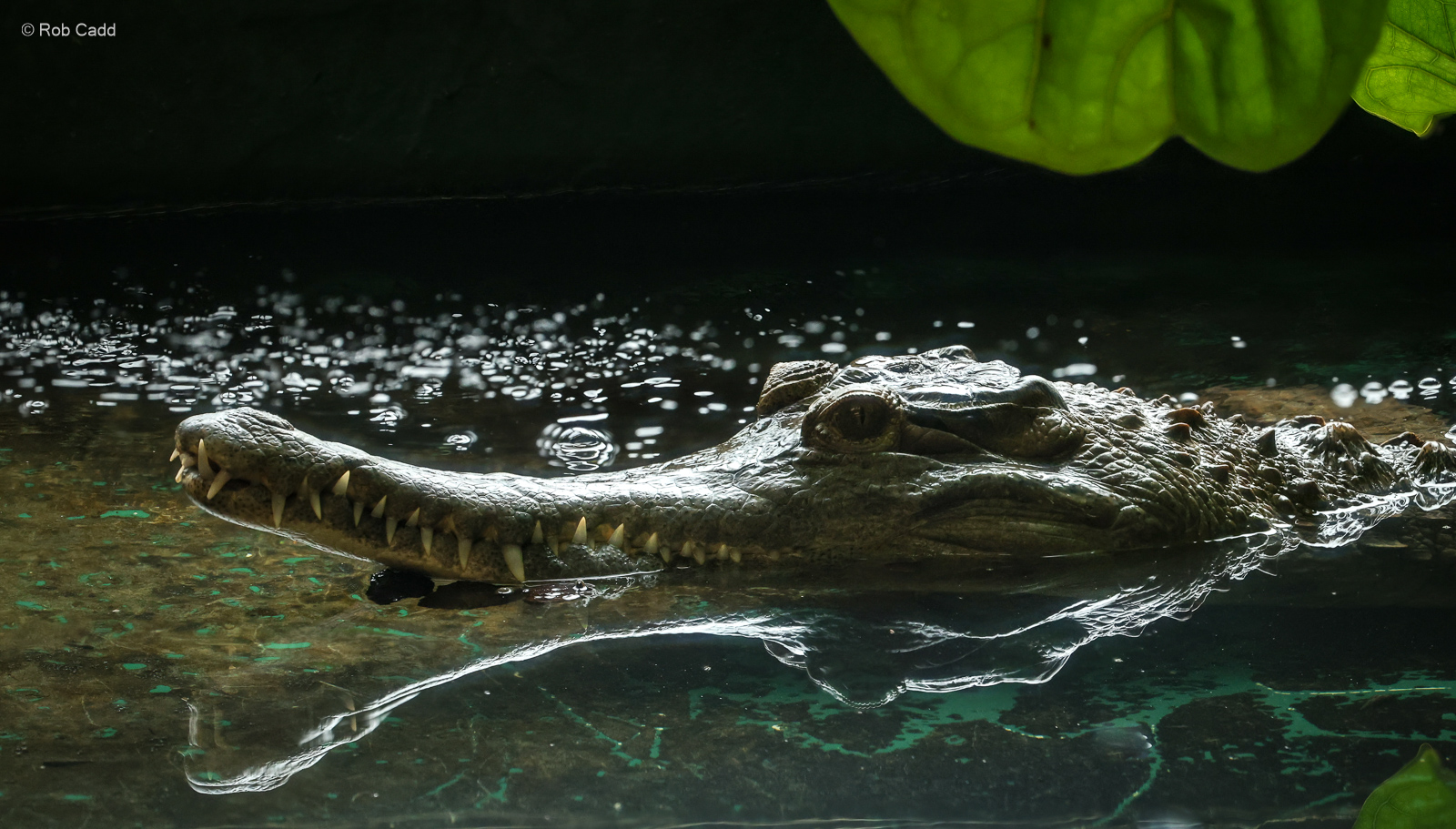 Slender-snouted crocodile : Crocodiles of the World : 07 Jun 2024