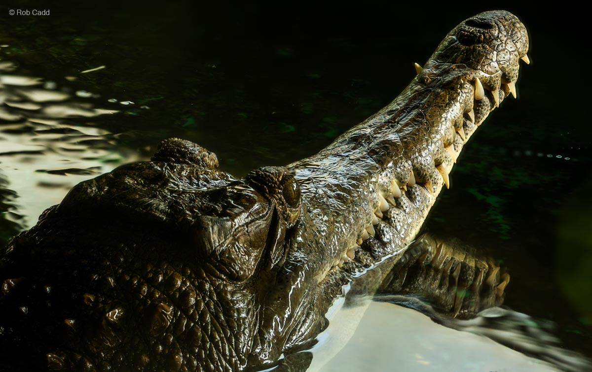 Slender-snouted crocodile : Crocodiles of the World : 30 Aug 2024