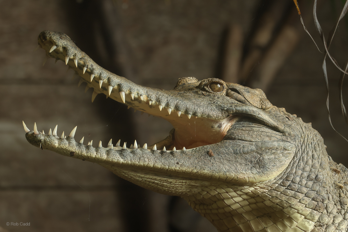 Slender-snouted crocodile : Crocodiles of the World : 31 Aug 2025