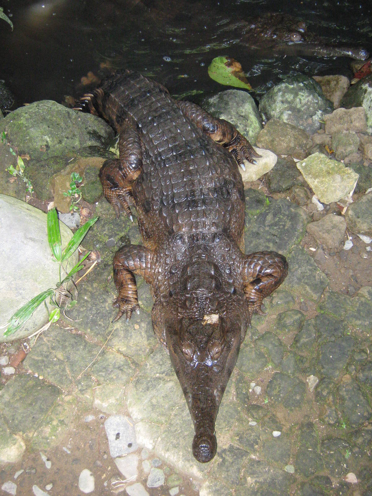 slender-snouted crocodile (Crocodylus cataphractus)