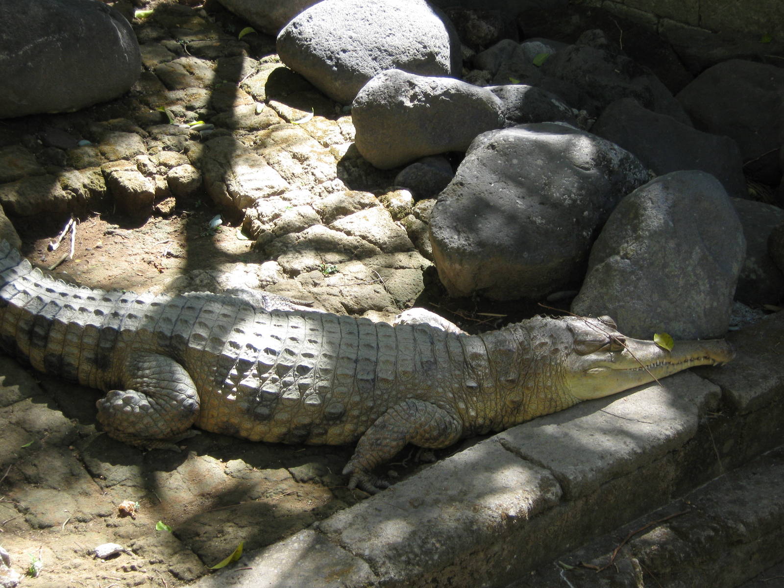 slender-snouted crocodile (Crocodylus cataphractus)