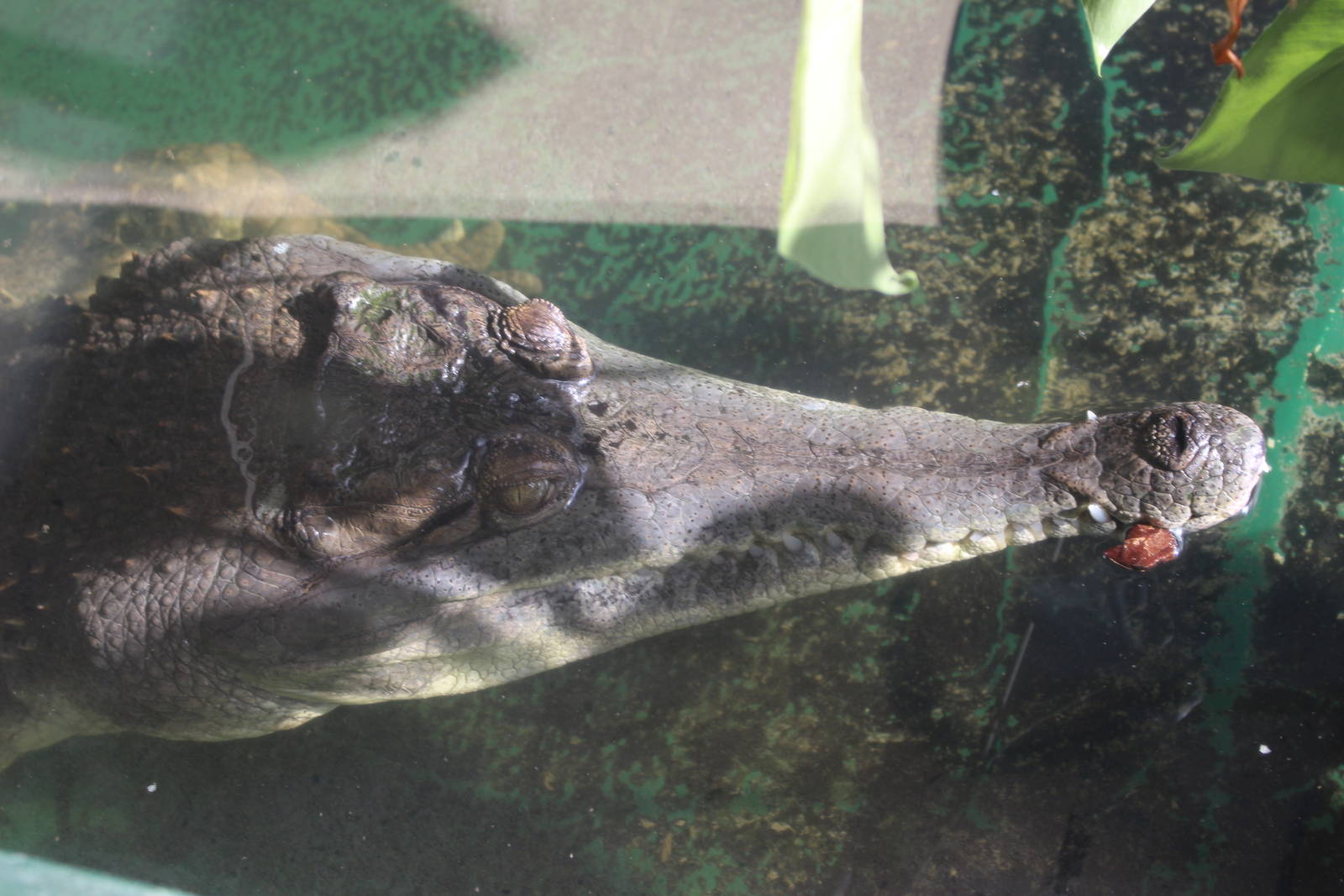 Slender-snouted Crocodile @ Crocs of the World 23.09.2016