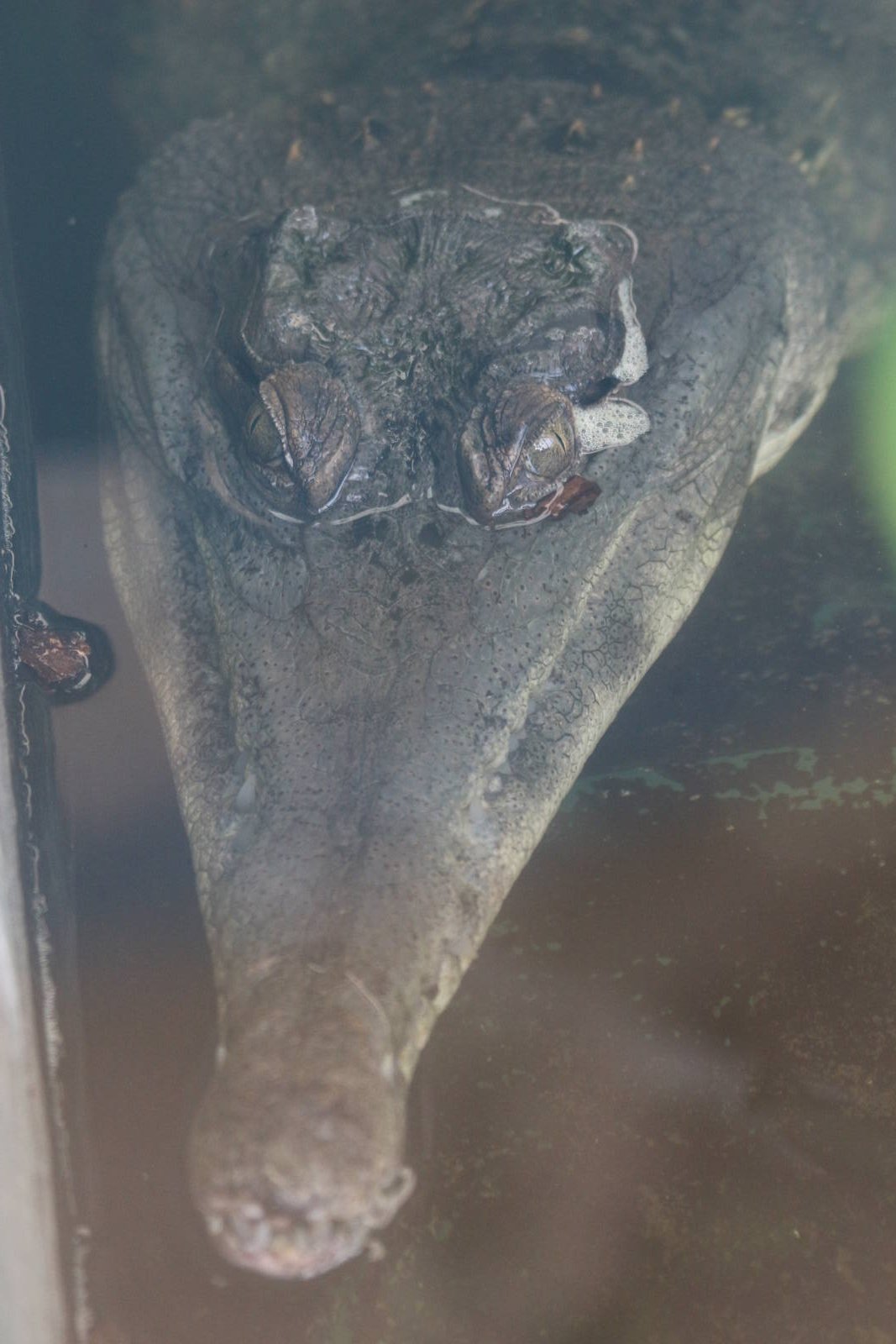 Slender-snouted Crocodile @ Crocs of the World 23.09.2016