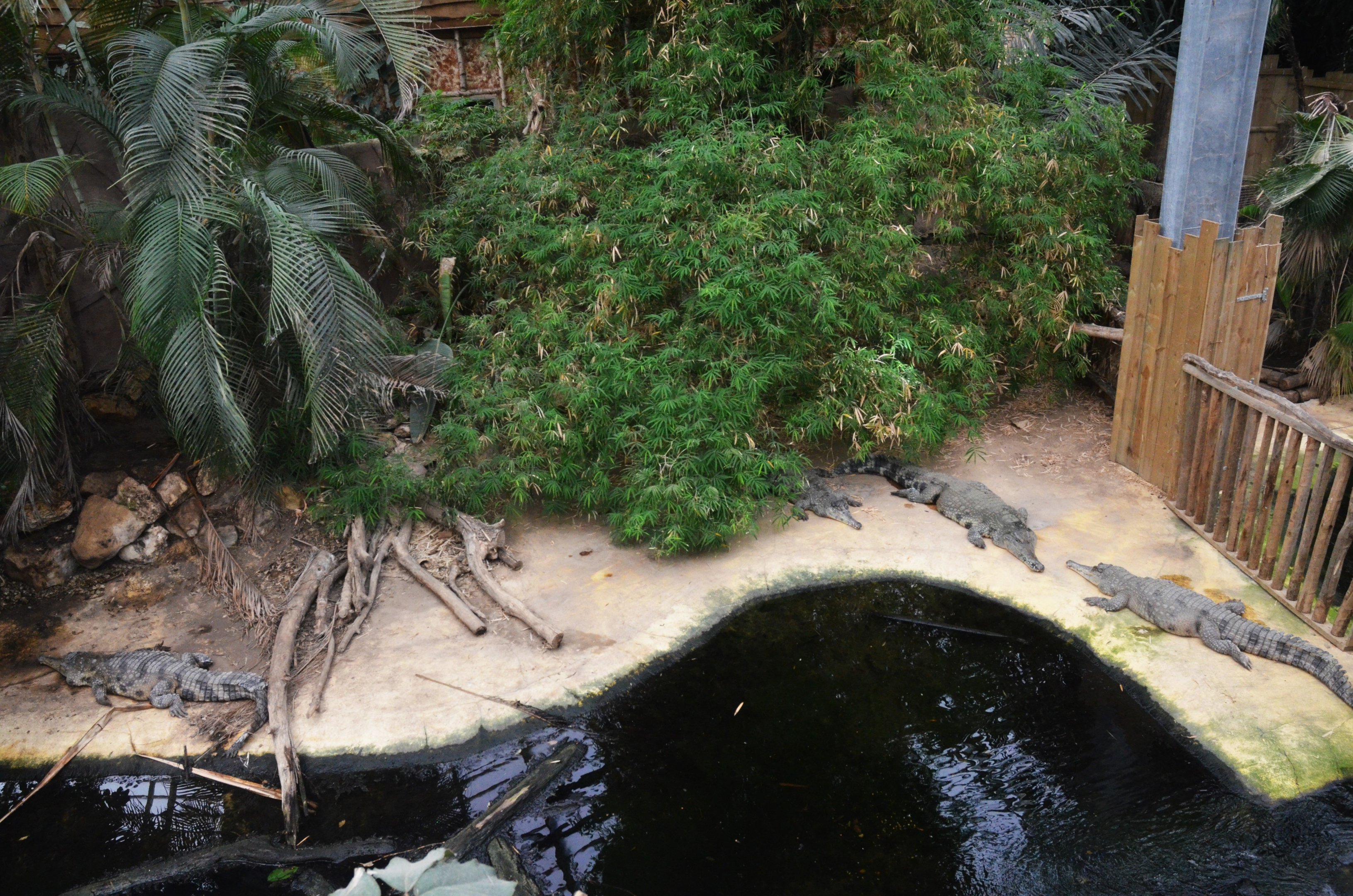Slender-snouted Crocodile Enclosure at Biotropica, 16/06/18