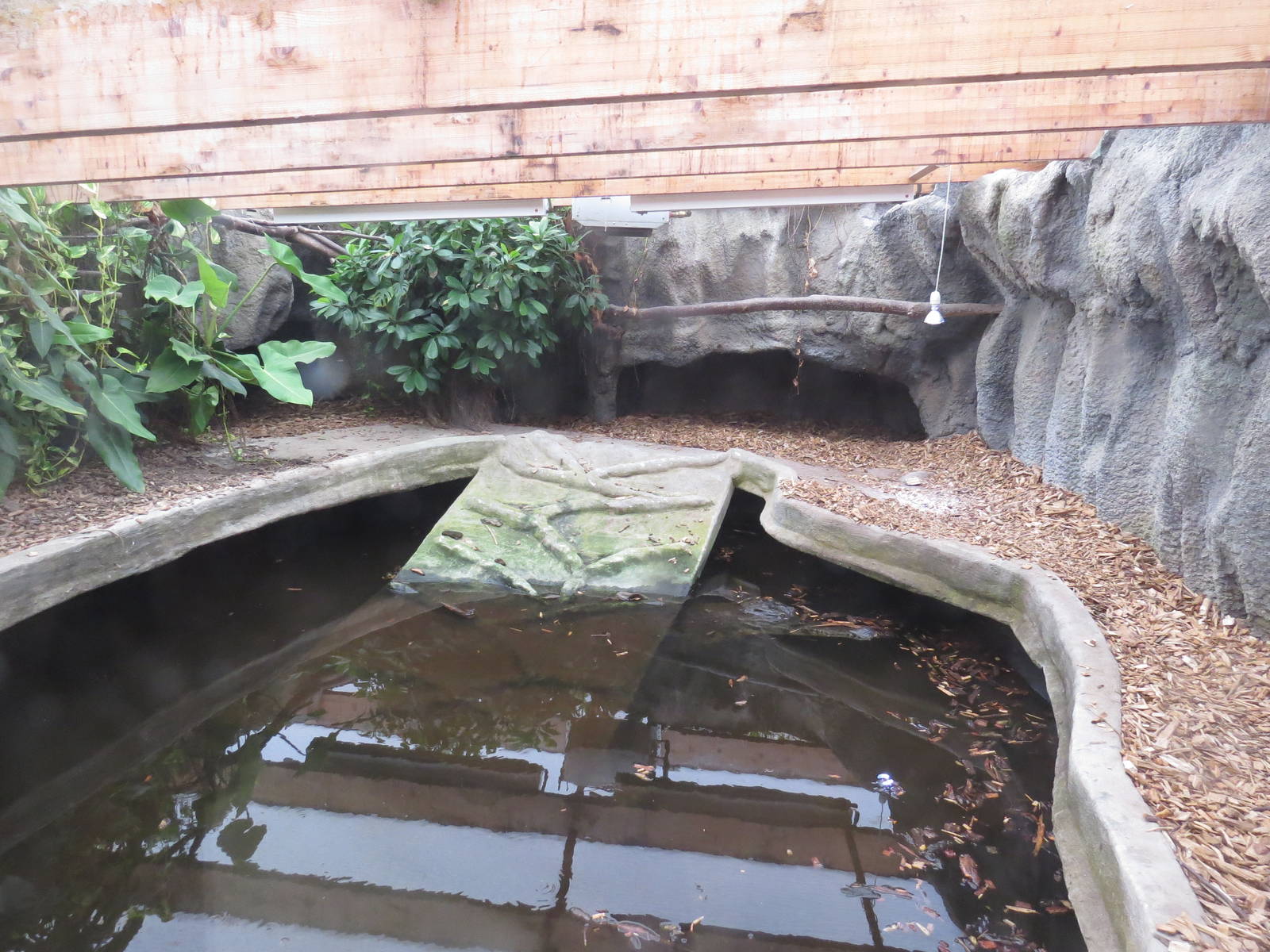 Slender-snouted crocodile enclosure, June 2015.