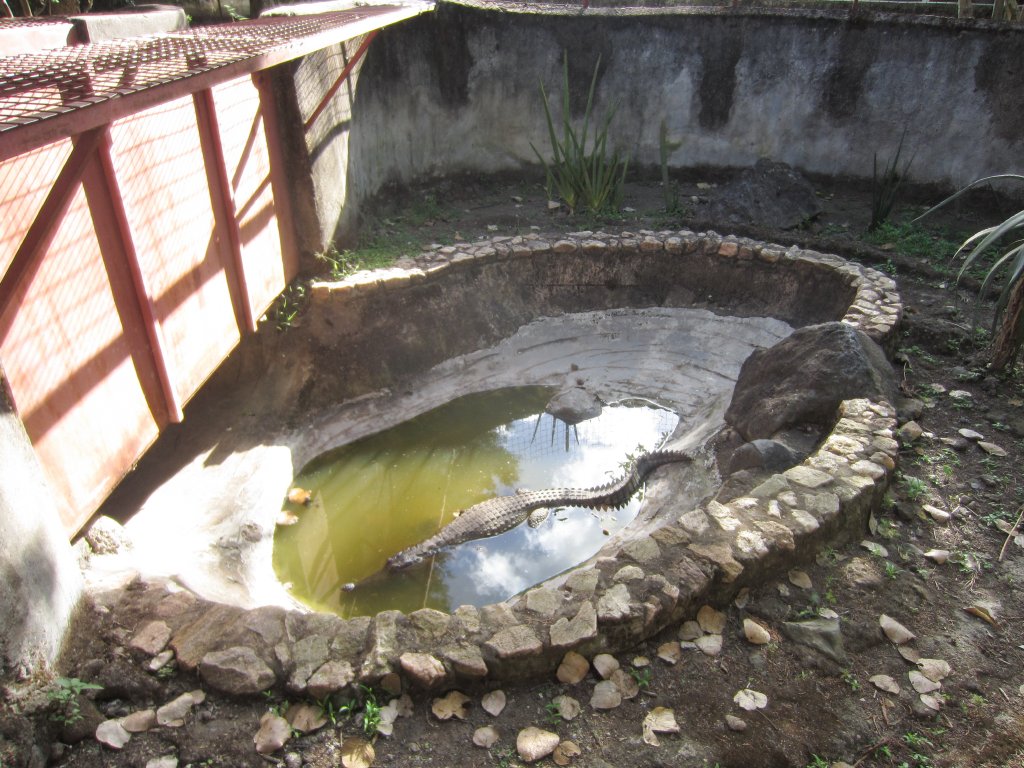 Slender-snouted Crocodile enclosure