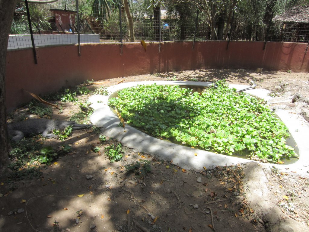 Slender-snouted Crocodile enclosure