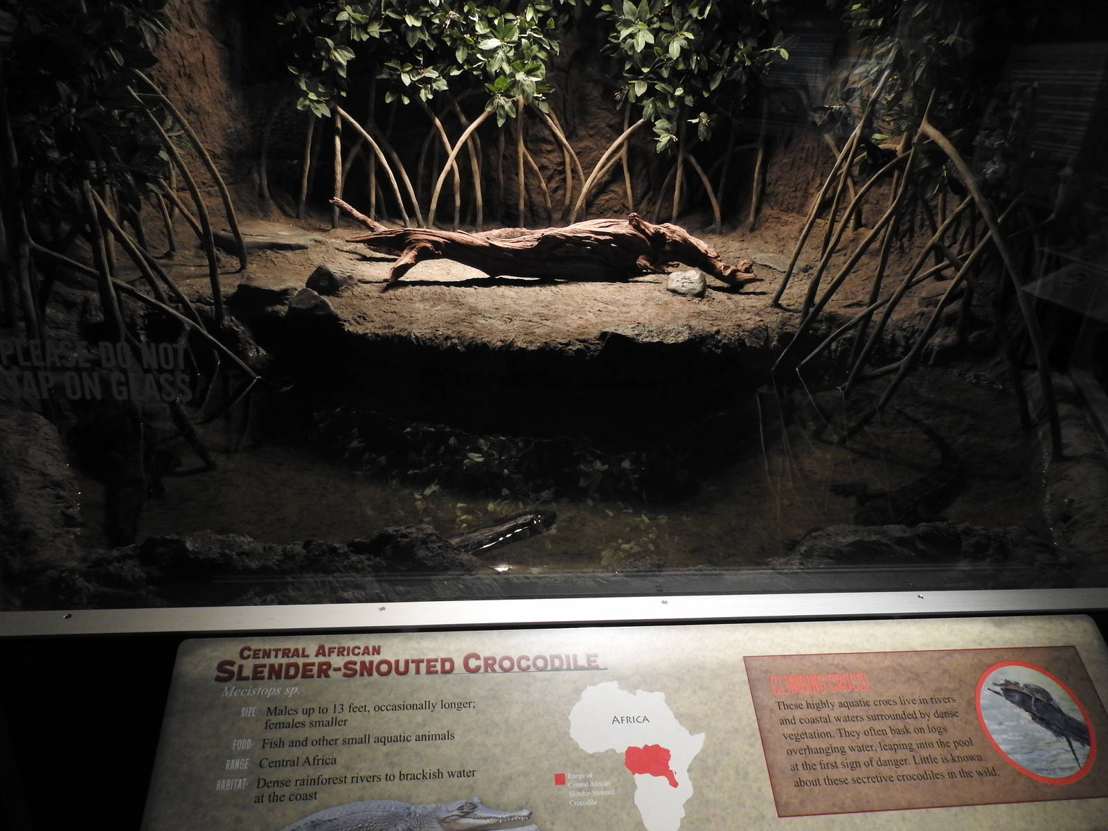 Slender Snouted Crocodile Enclosure