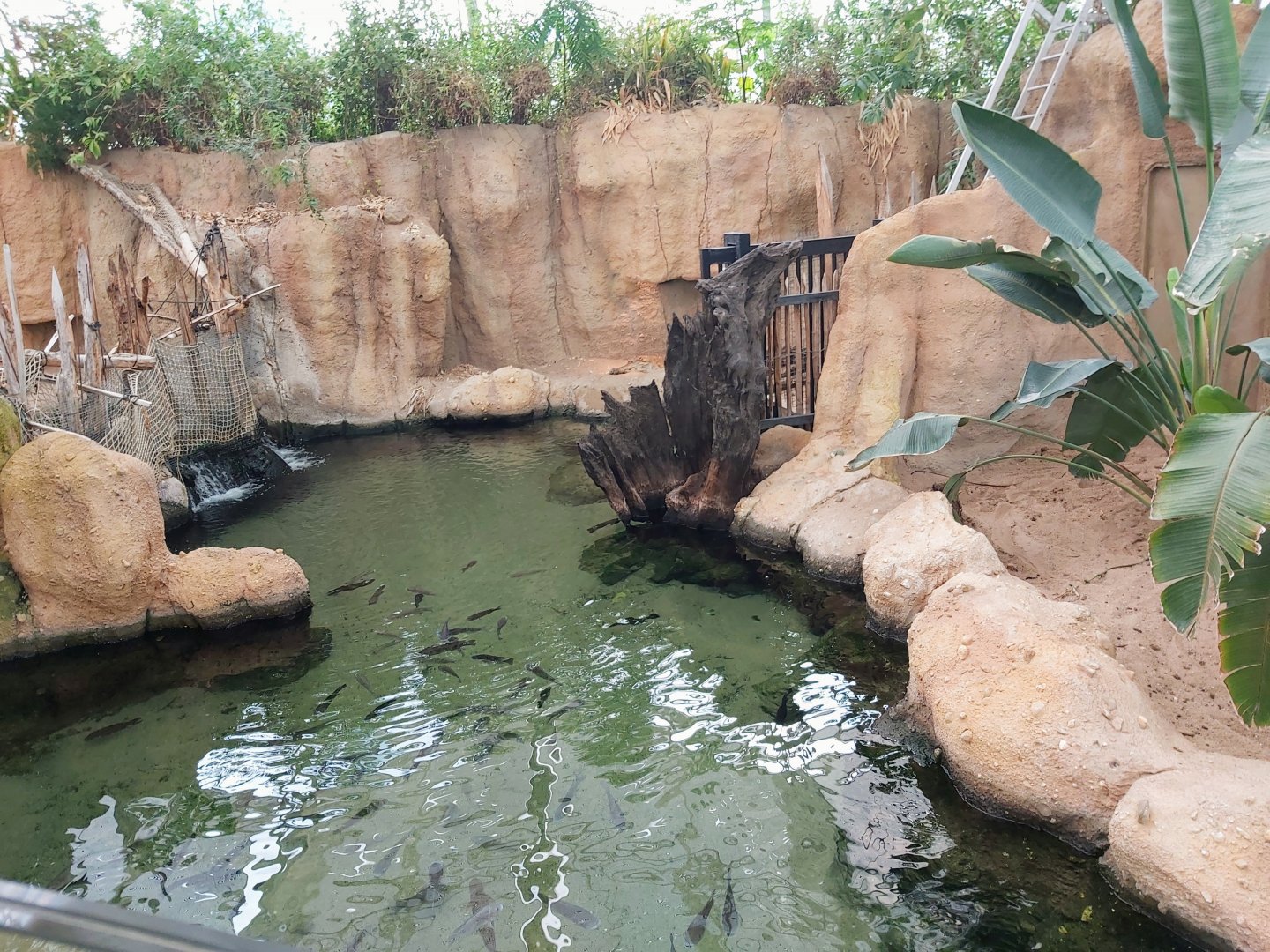Slender-snouted crocodile enclosure