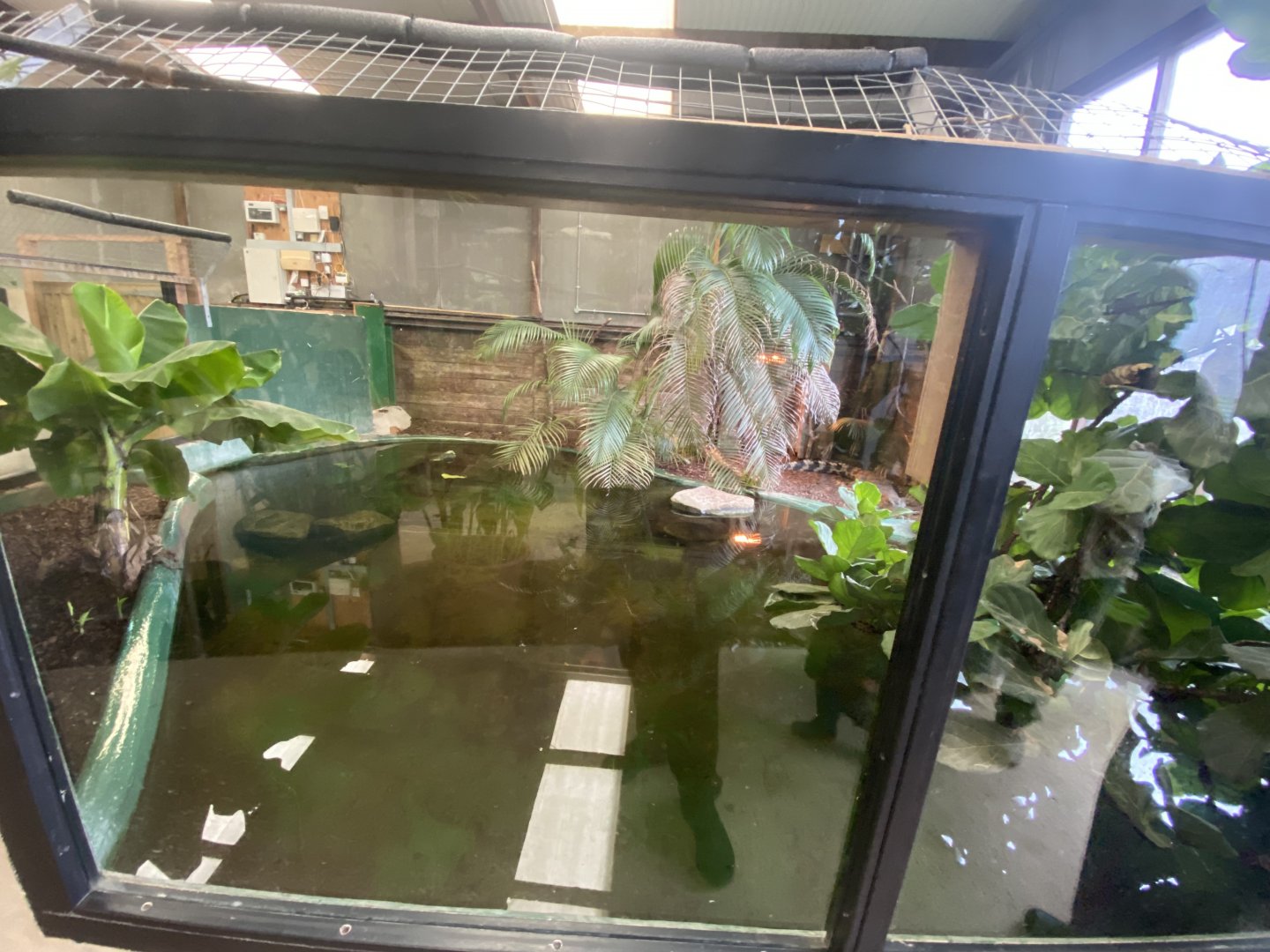 Slender-snouted crocodile enclosure