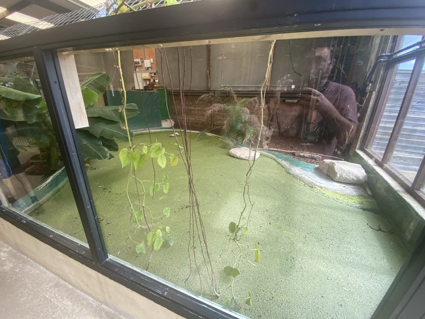 Slender-snouted crocodile exhibit 020821