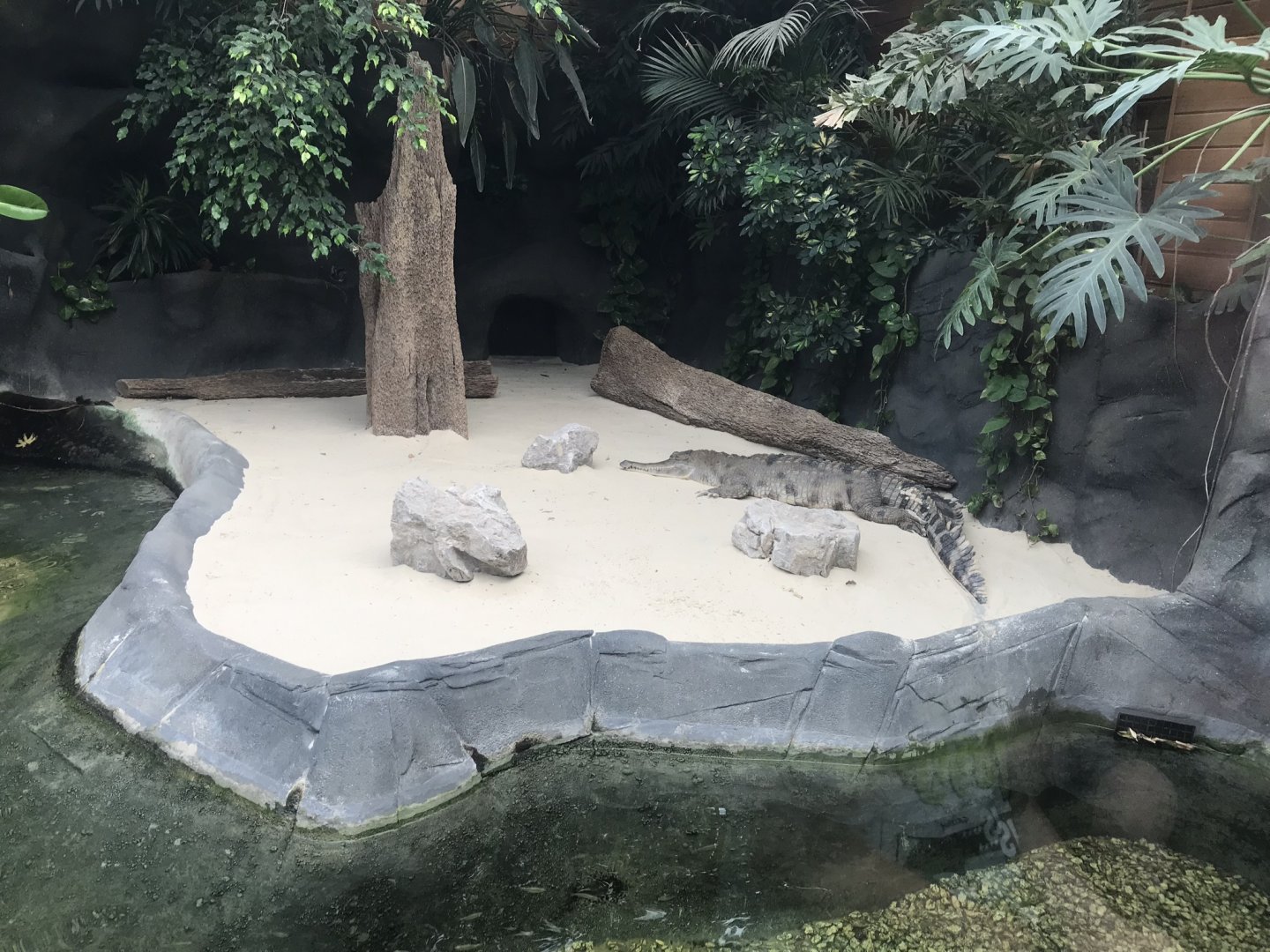 Slender-snouted crocodile exhibit 050819