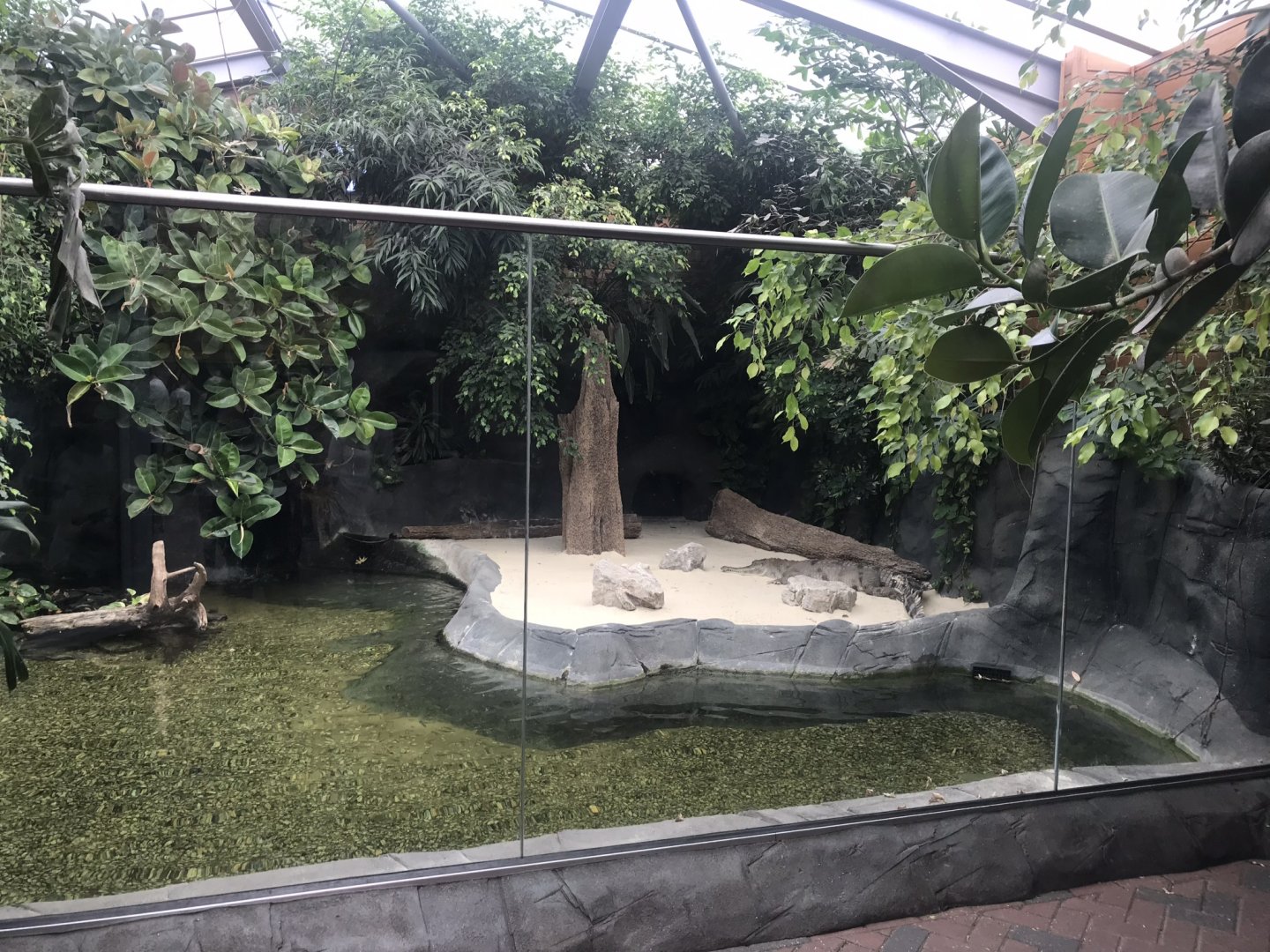 Slender-snouted crocodile exhibit 050819