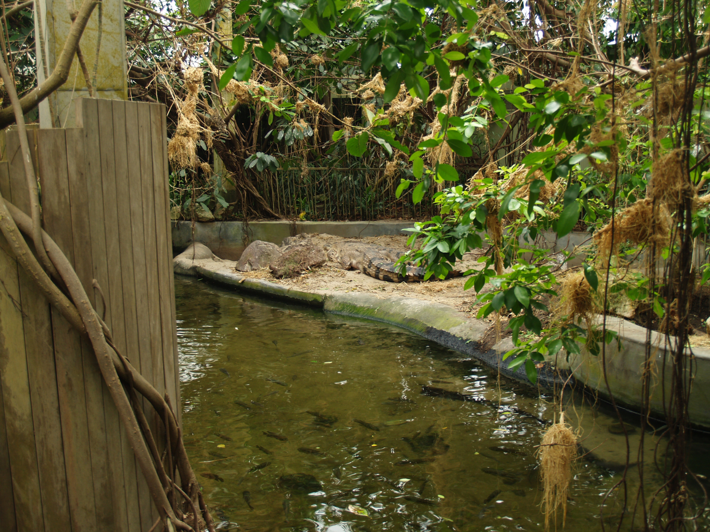 Slender-snouted crocodile exhibit, 2006-07-08