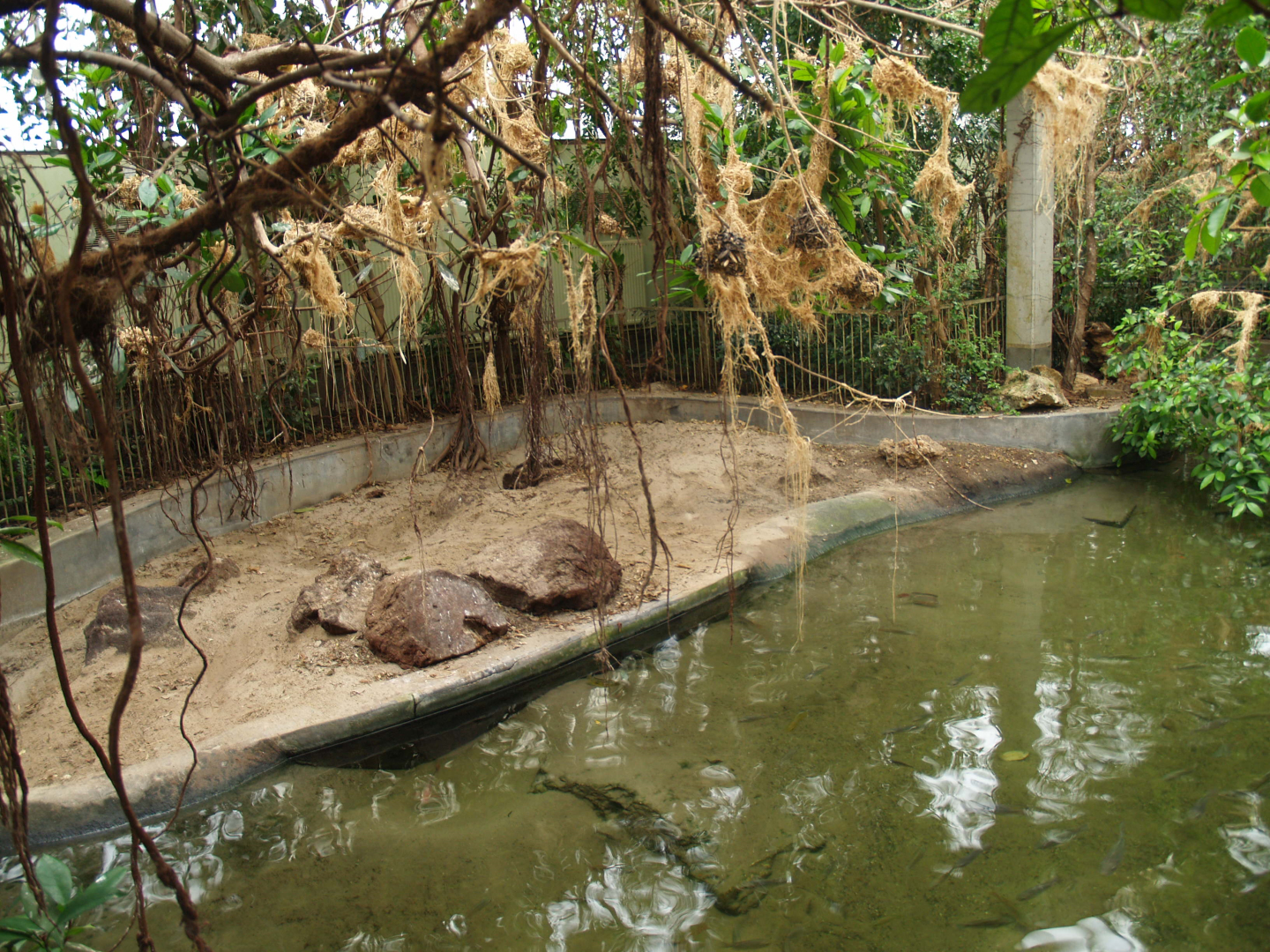 Slender-snouted crocodile exhibit, 2008-03-01