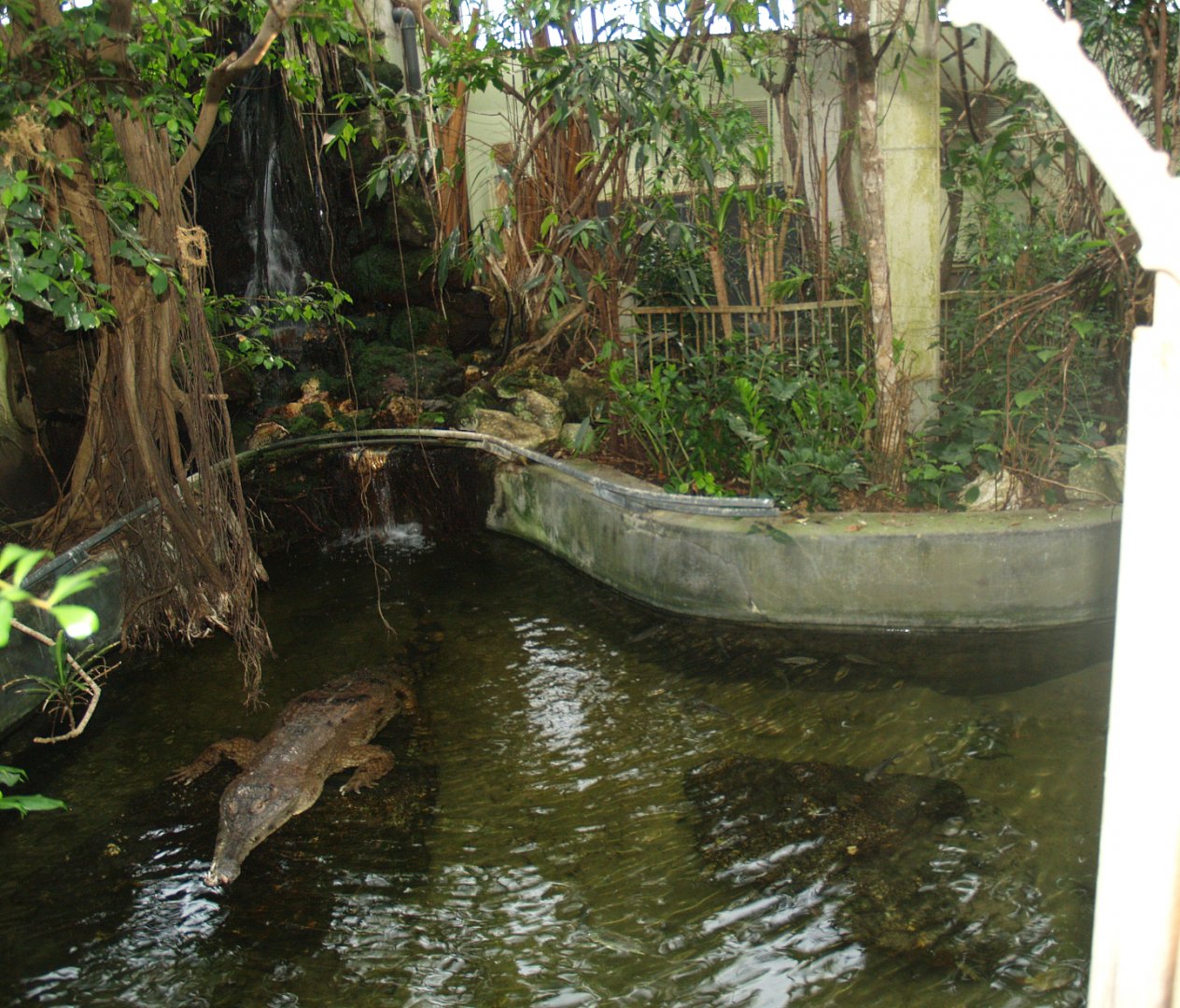 Slender-snouted crocodile exhibit, 2008-03-01