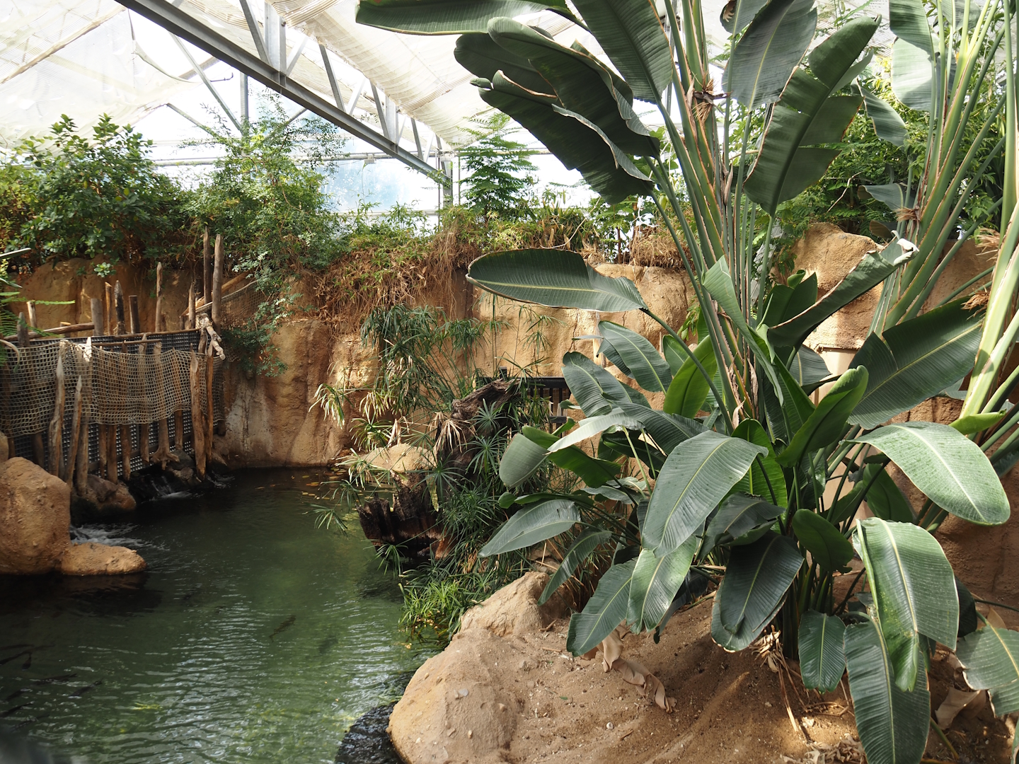 Slender-snouted crocodile exhibit, 2024-06-30