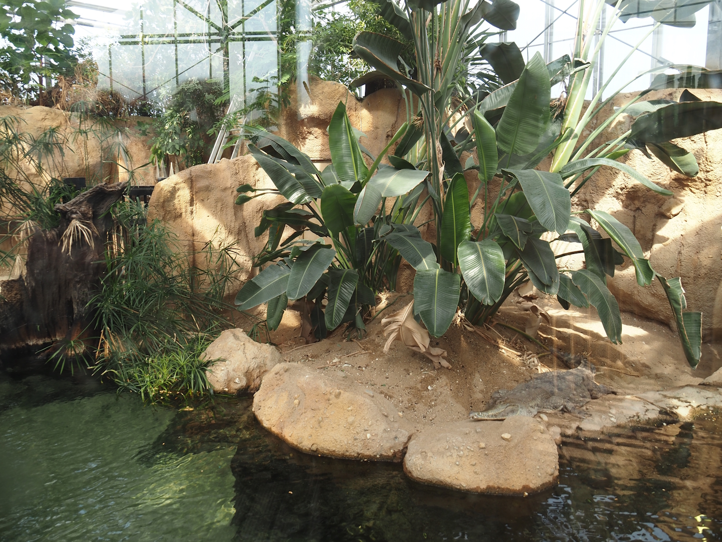 Slender-snouted crocodile exhibit, 2024-06-30
