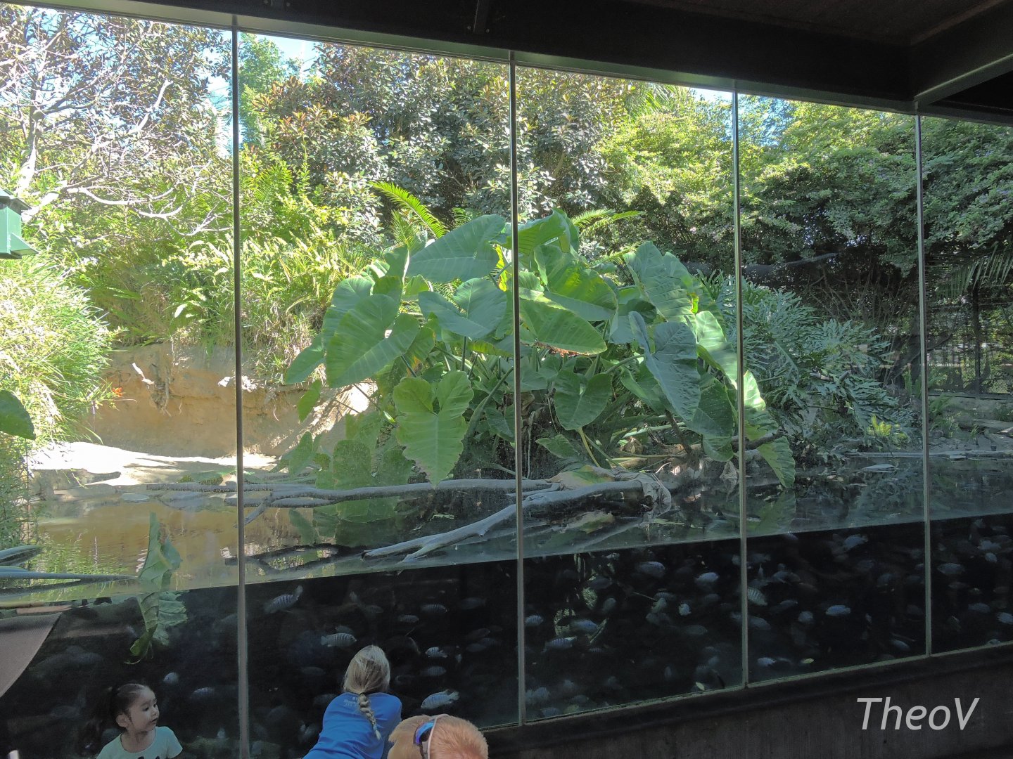 Slender-snouted crocodile exhibit - Lost Forest [2015]