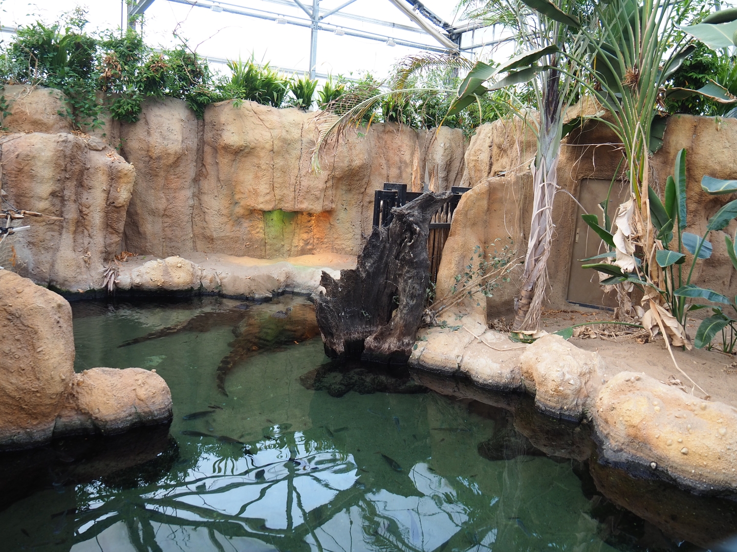 Slender-snouted crocodile exhibit (Nov 10th, 2018)